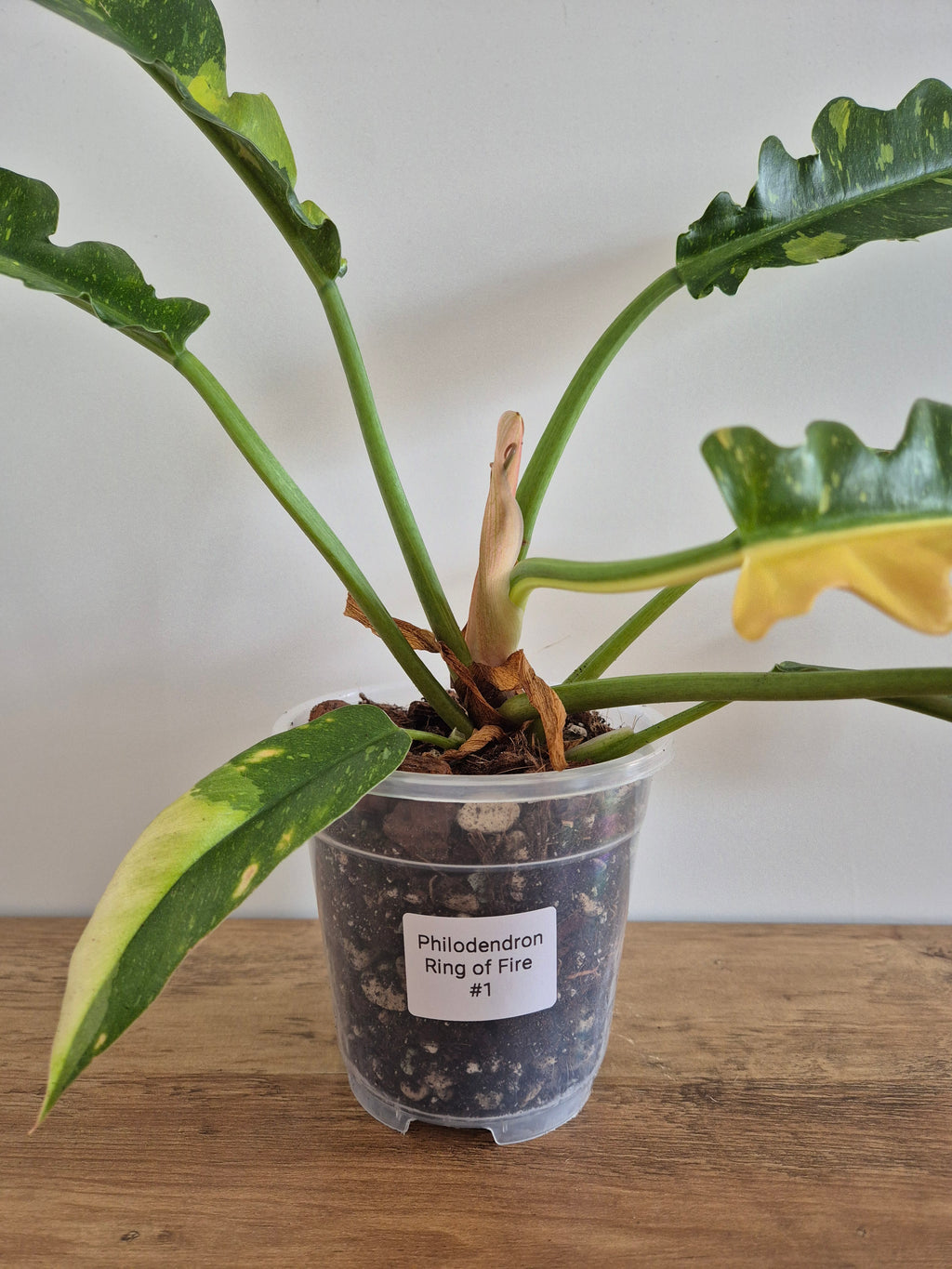 Philodendron Ring of Fire #1