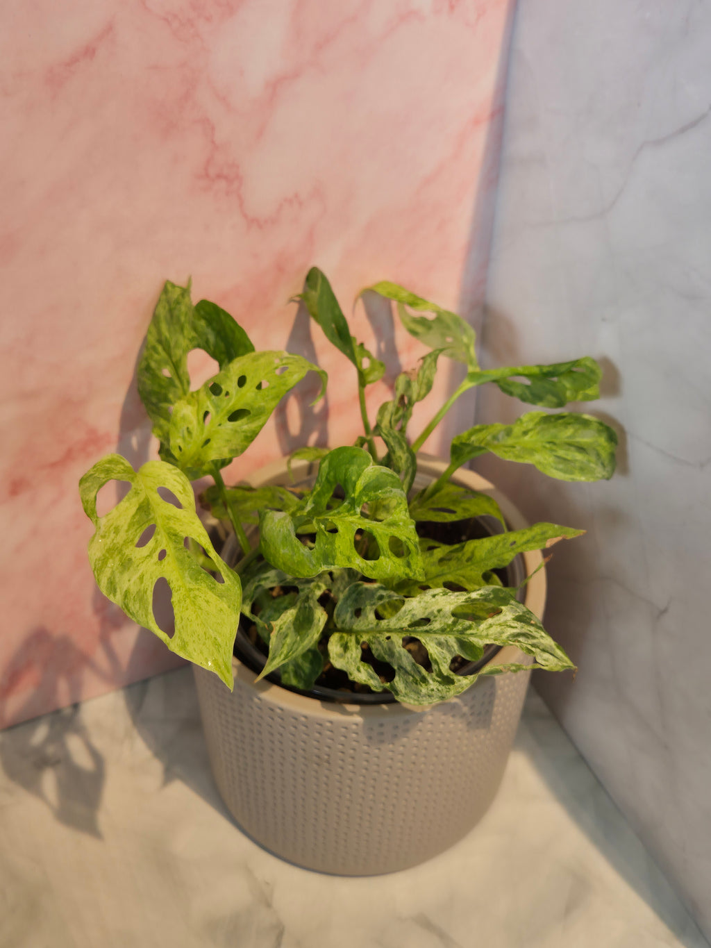 Monstera Frozen Freckles Mint #1