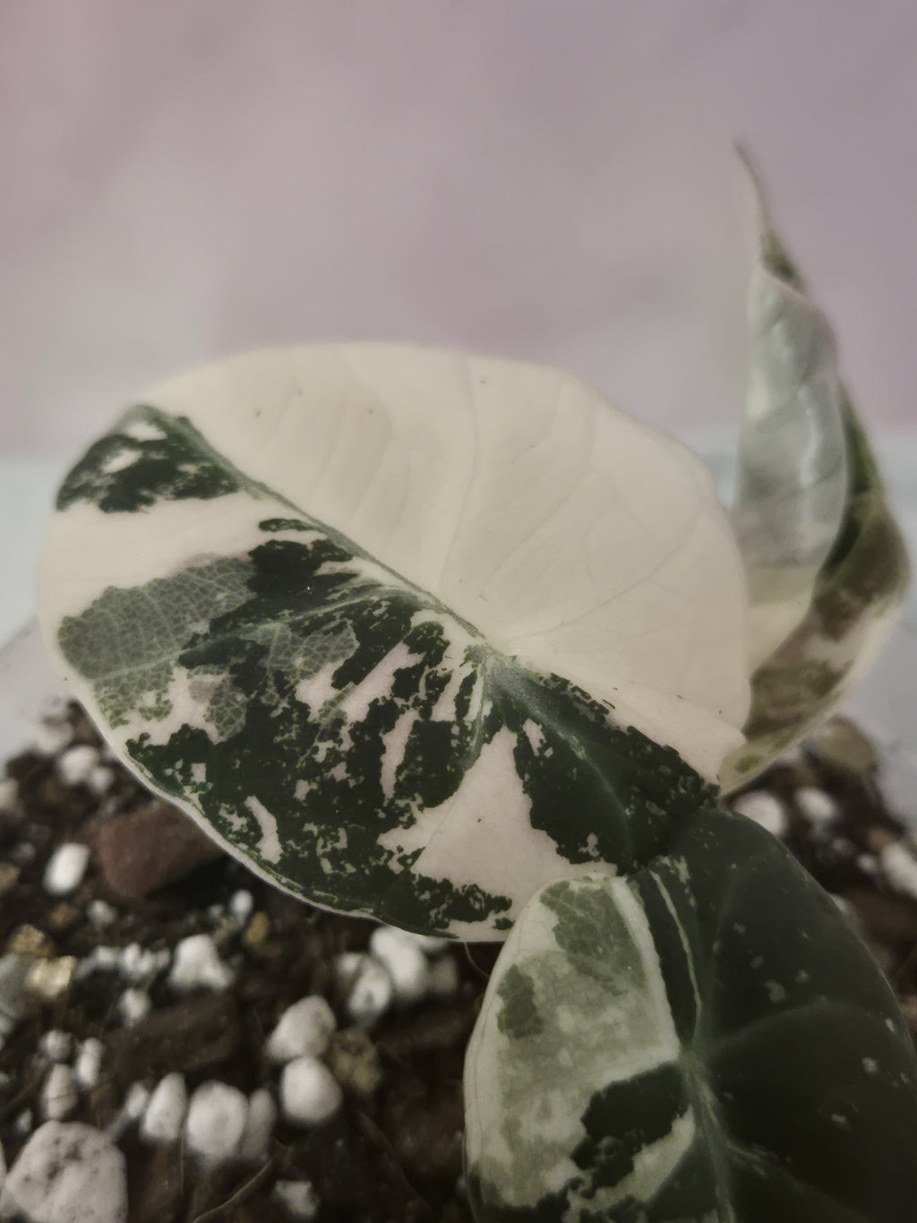 Alocasia Black Velvet Pink Variegata #1