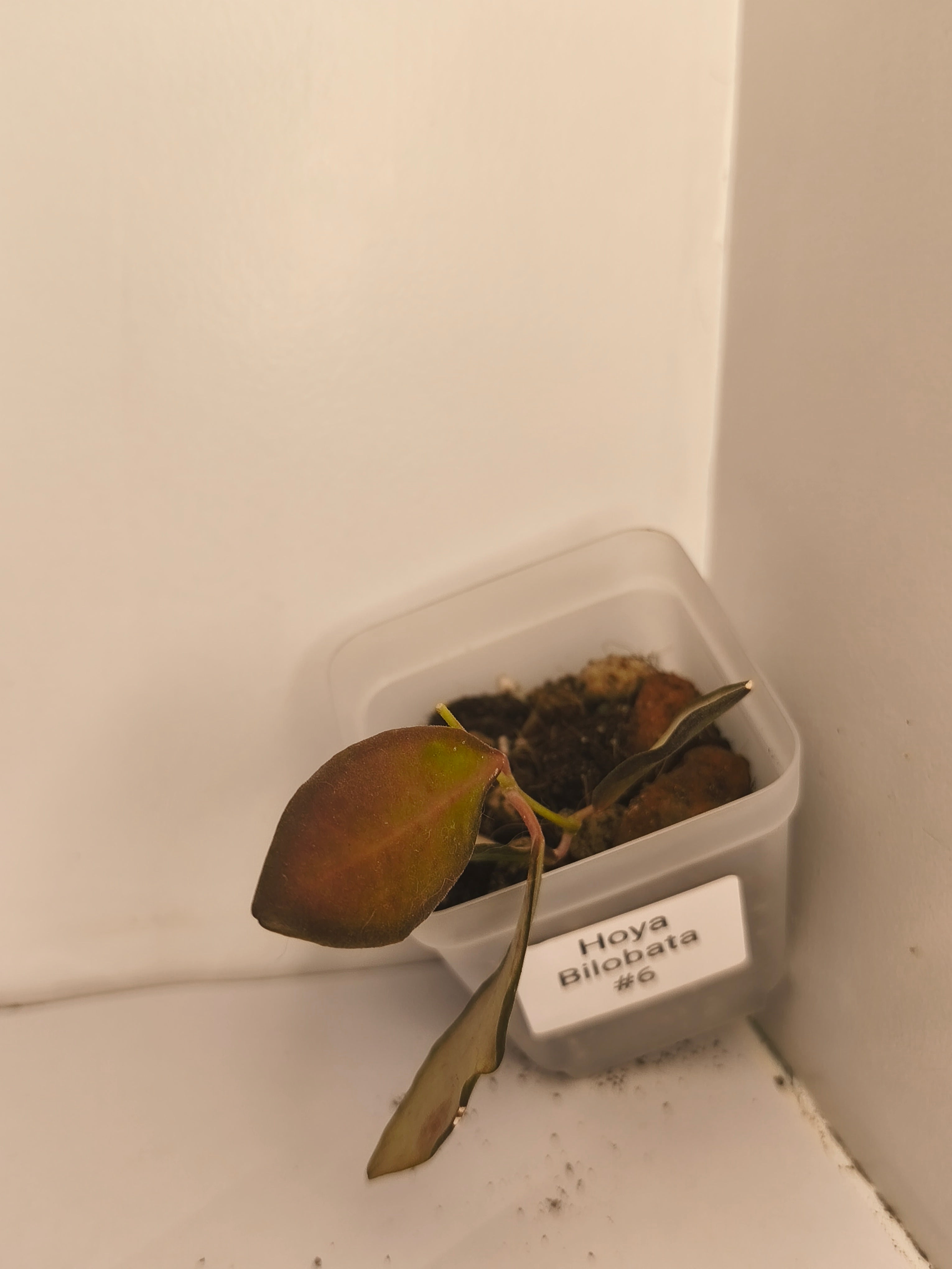 Hoya Bilobata #6