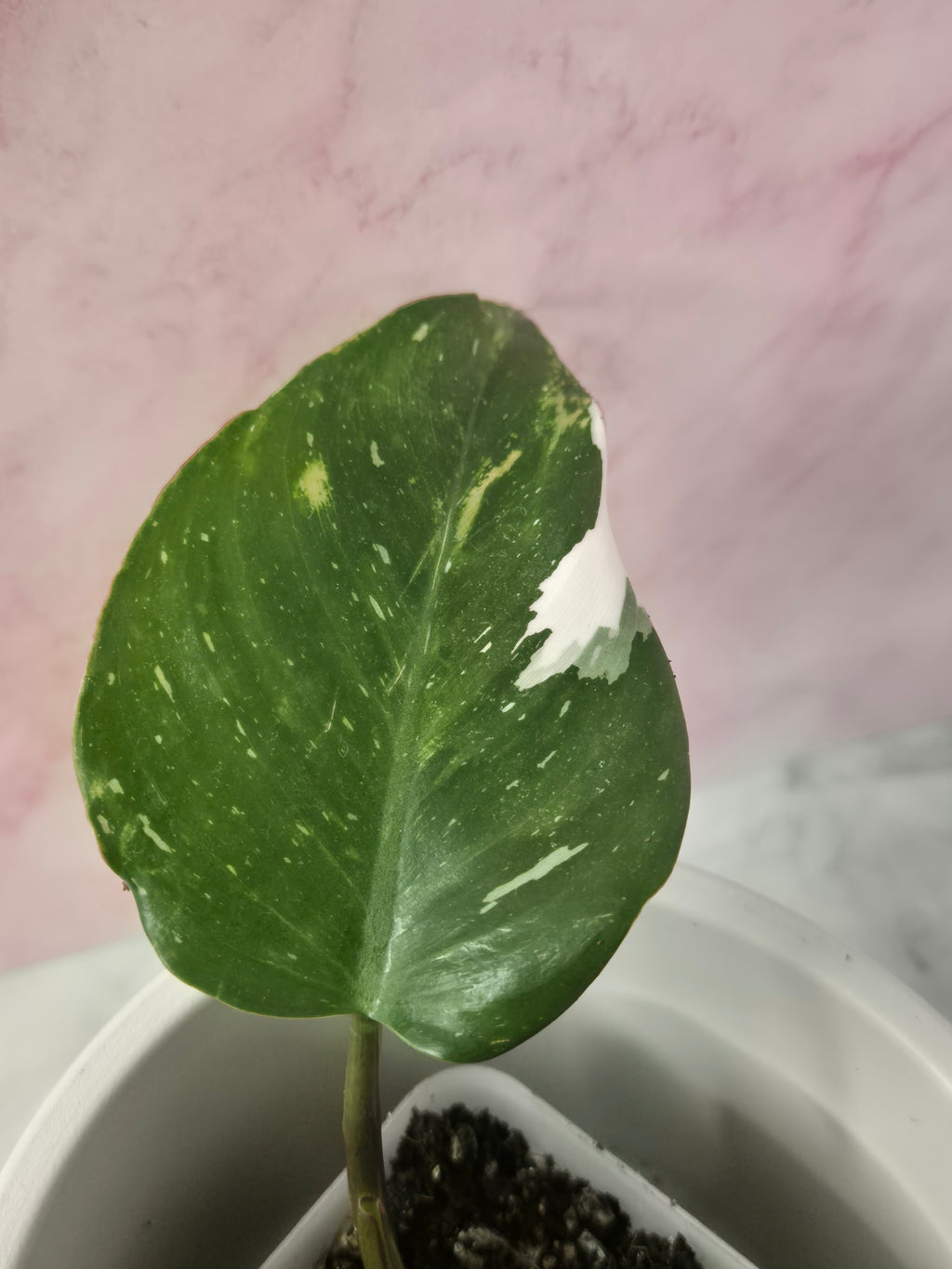 Philodendron White Princess #9