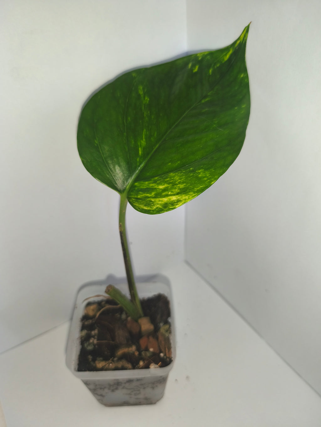 Epipremnum aureum #1