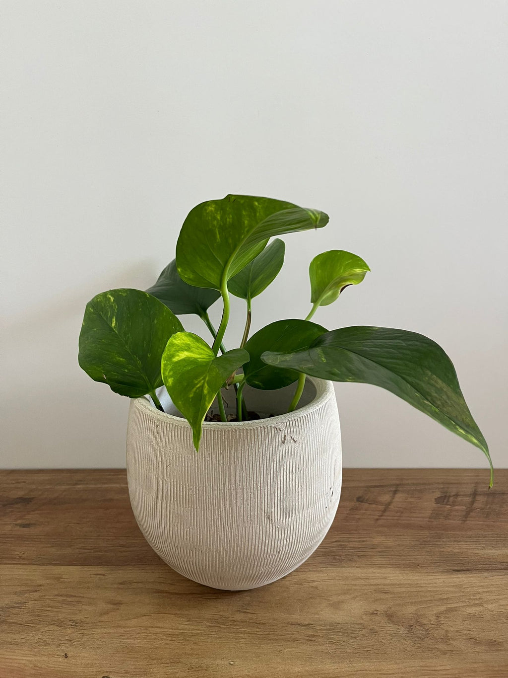 Epipremnum aureum #1