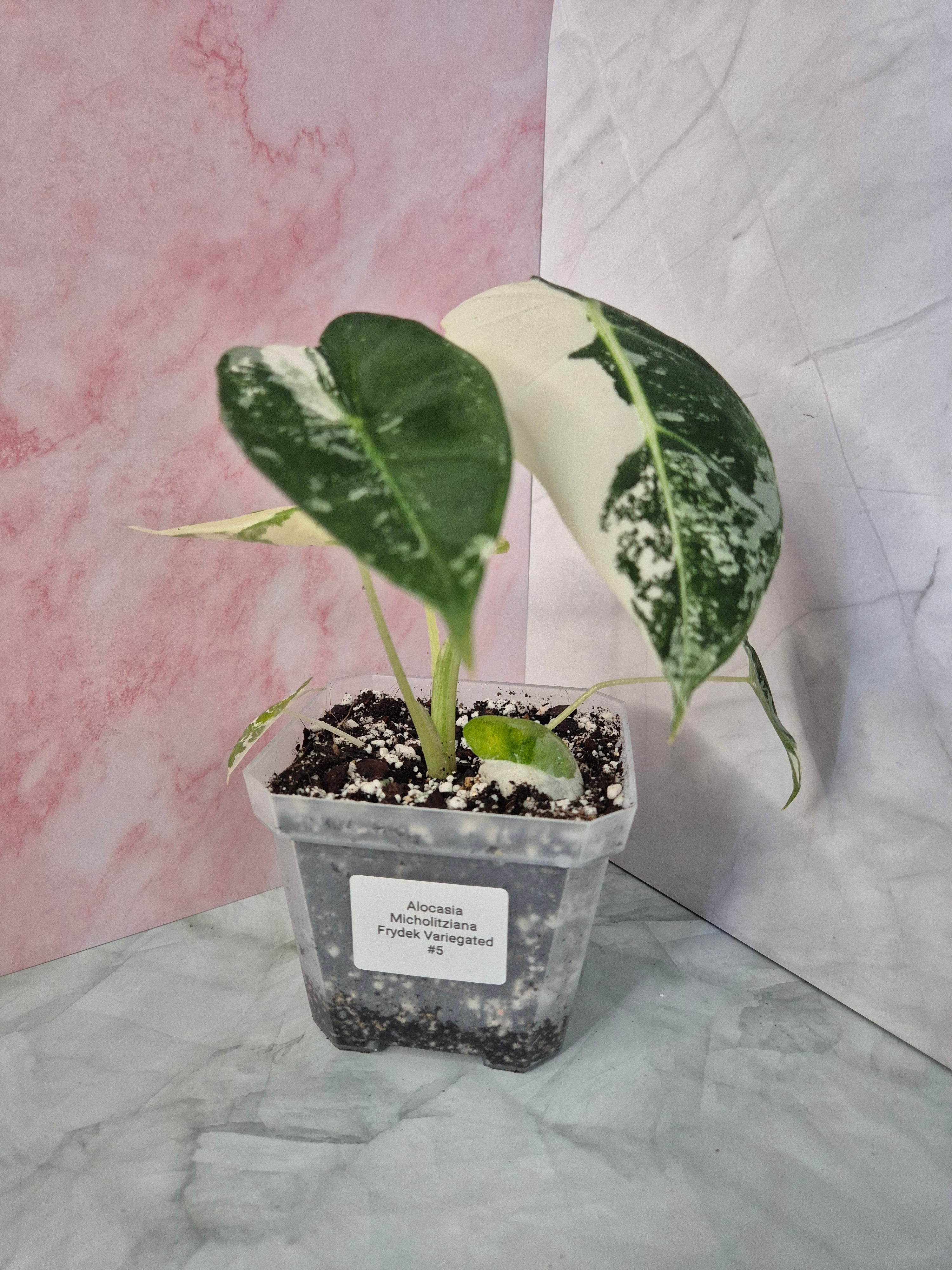 Alocasia Micholitziana Frydek Variegated #5