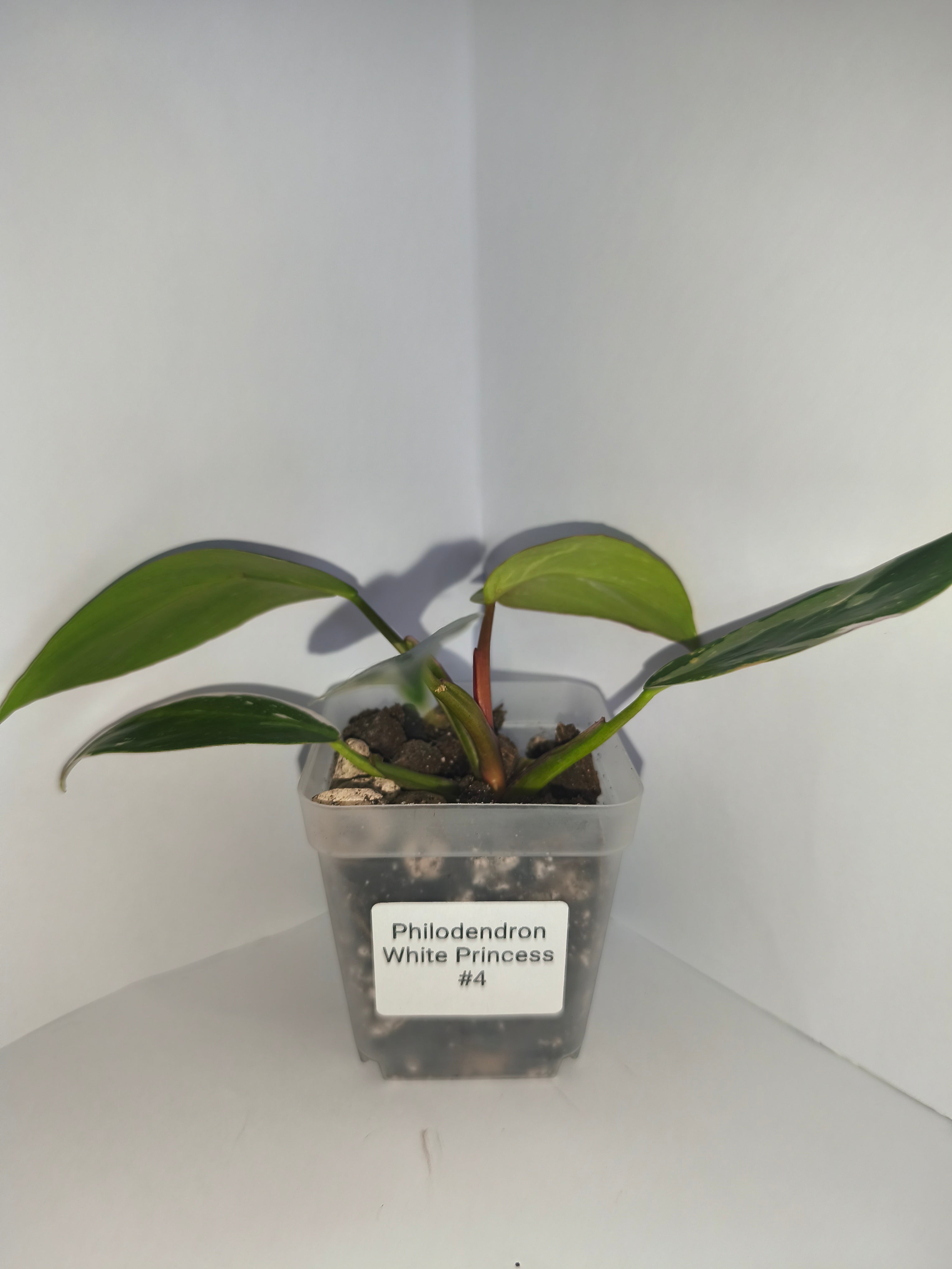 Philodendron White Princess #4