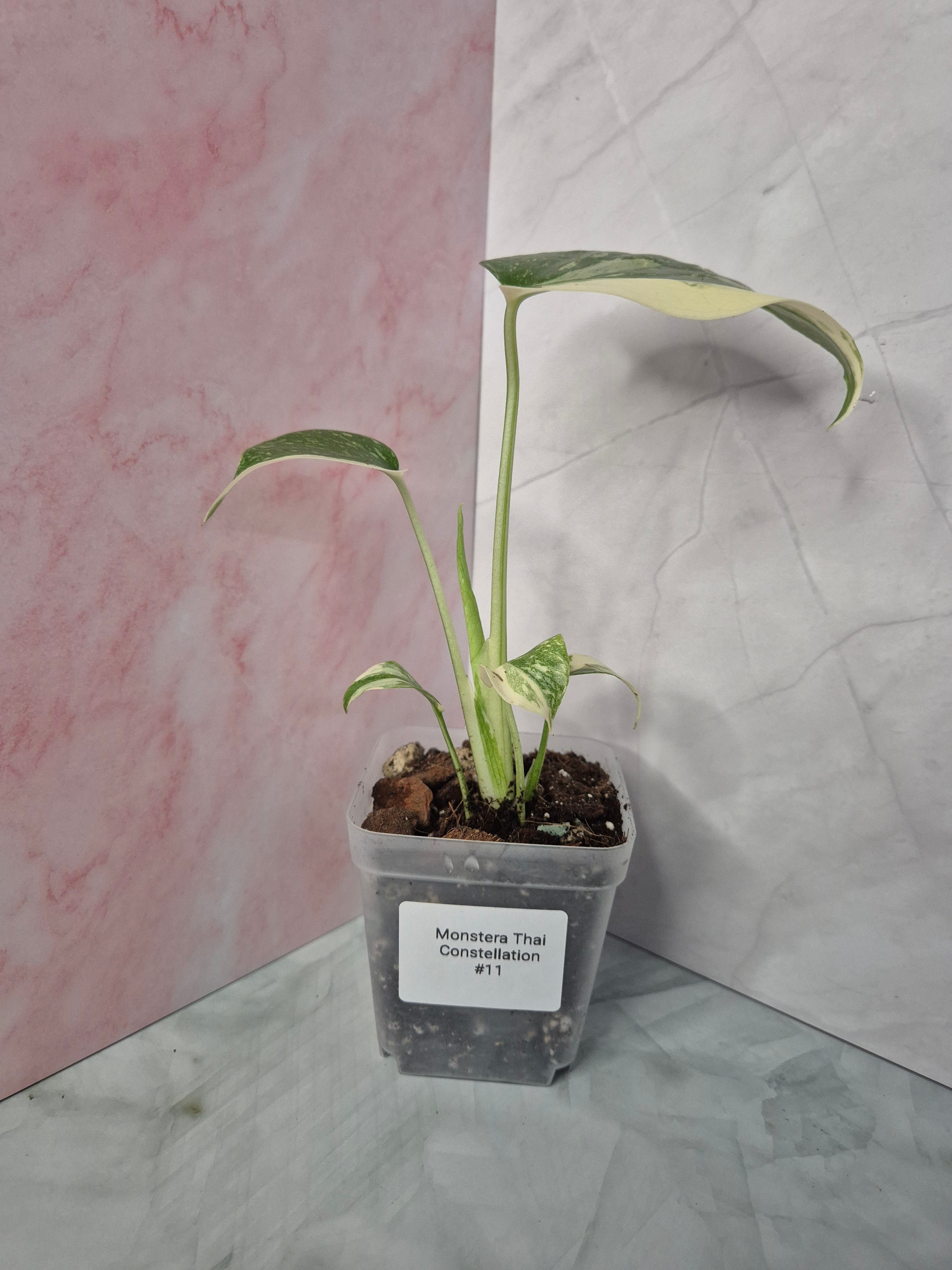 Monstera Thai Constellation #11