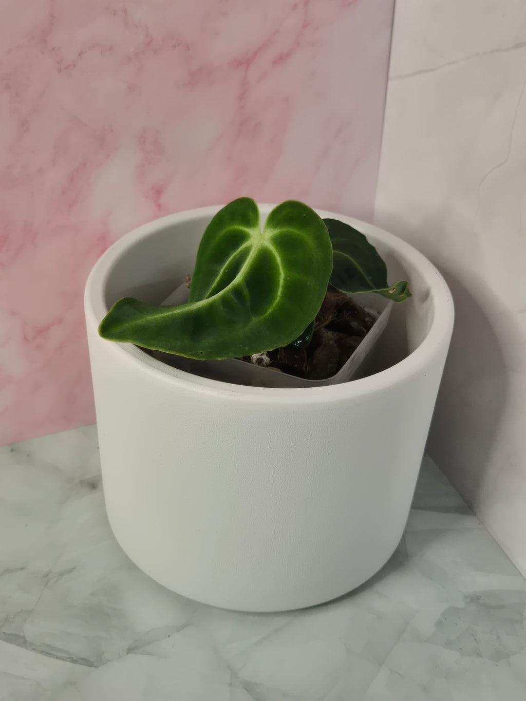 Anthurium Regale #17