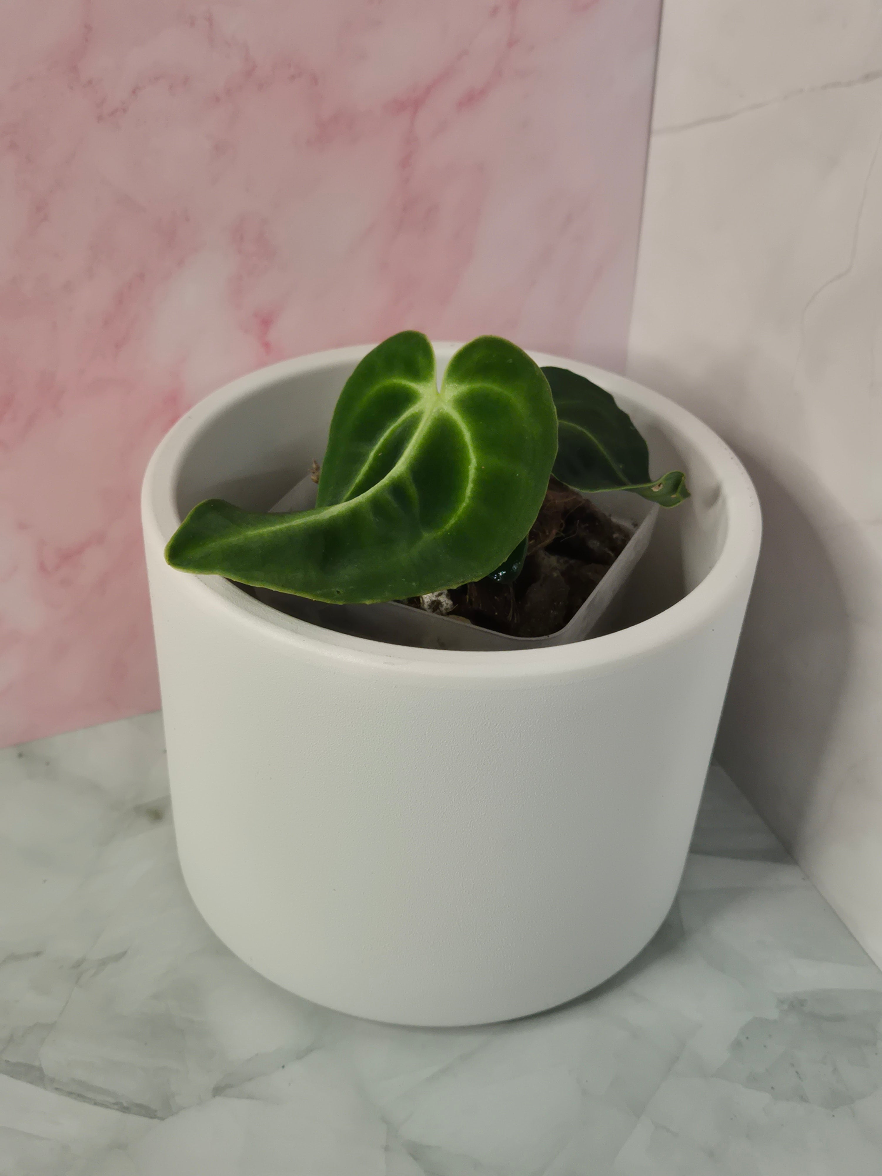 Anthurium Regale #17