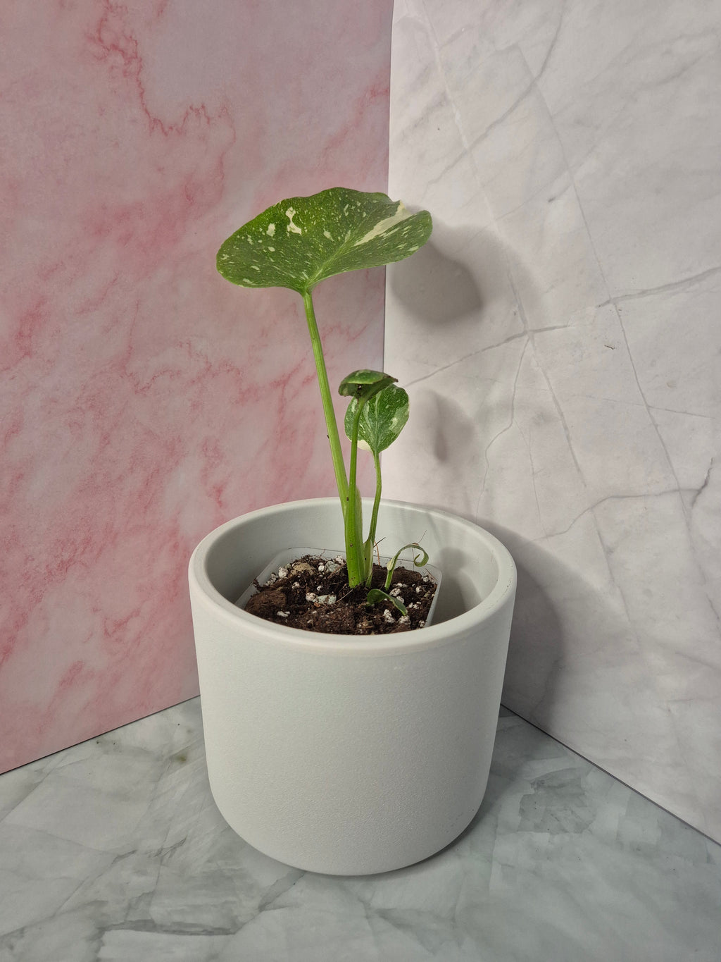 Monstera Thai Constellation #4