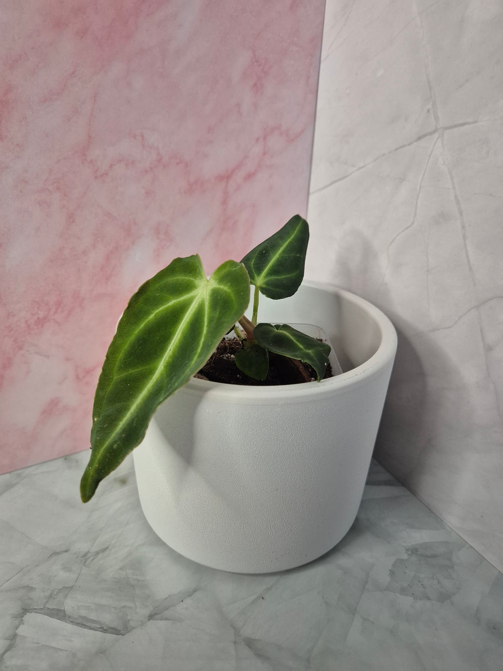 Anthurium Regale #1