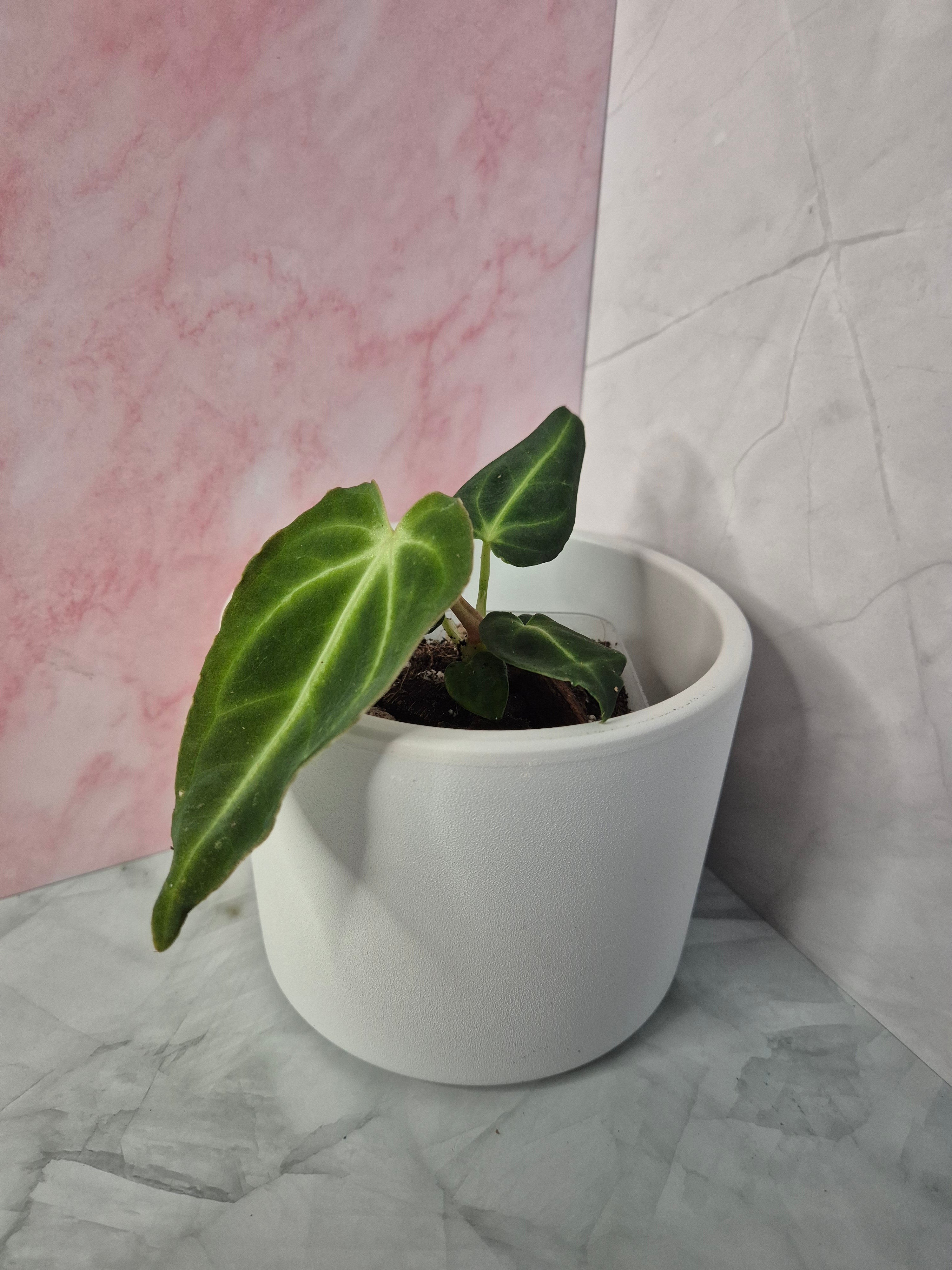 Anthurium Regale #1