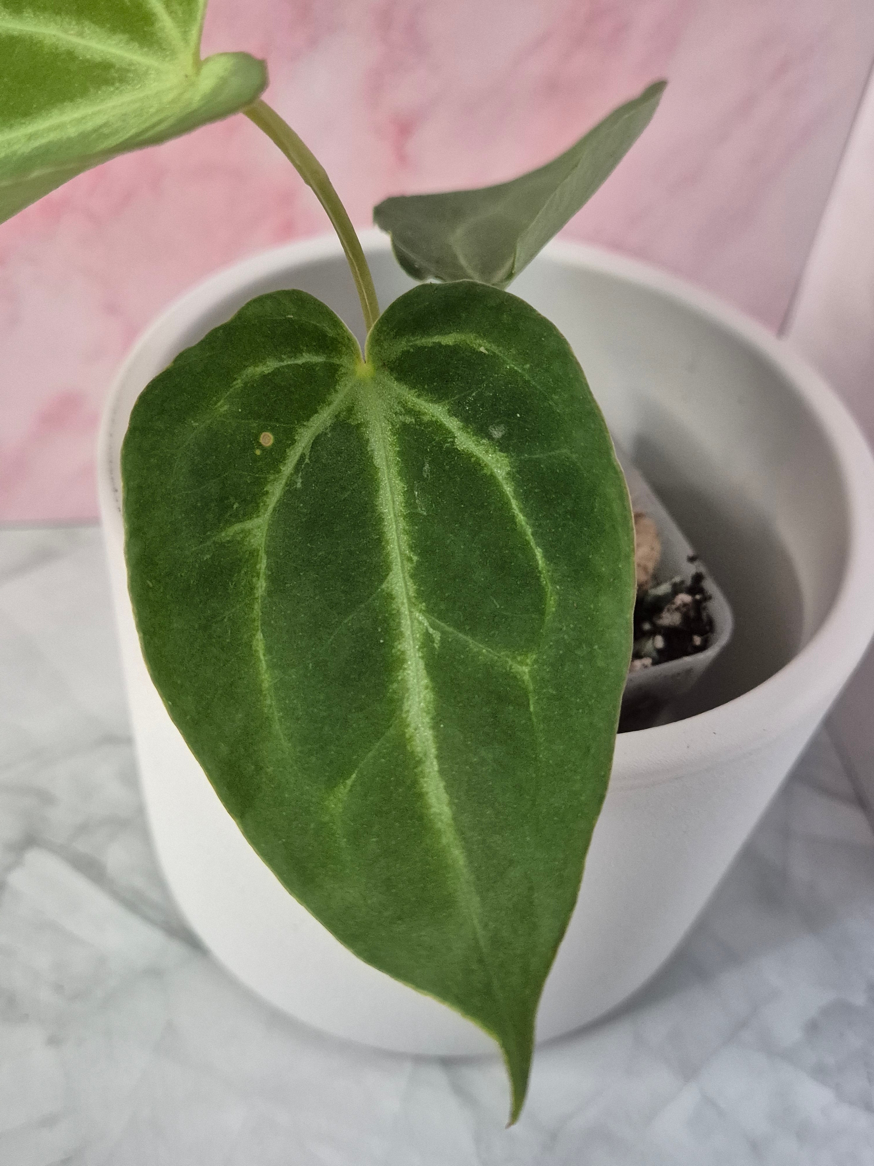 Anthurium Magnificum #2