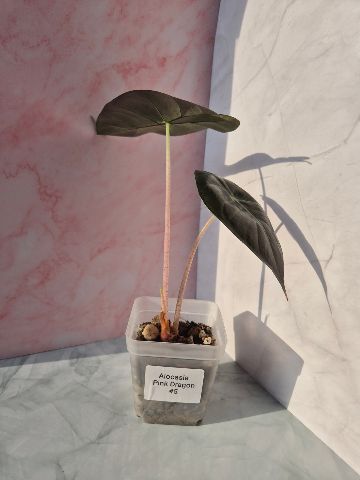 Alocasia Pink Dragon #5