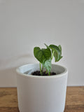 Monstera Siltepecana #5