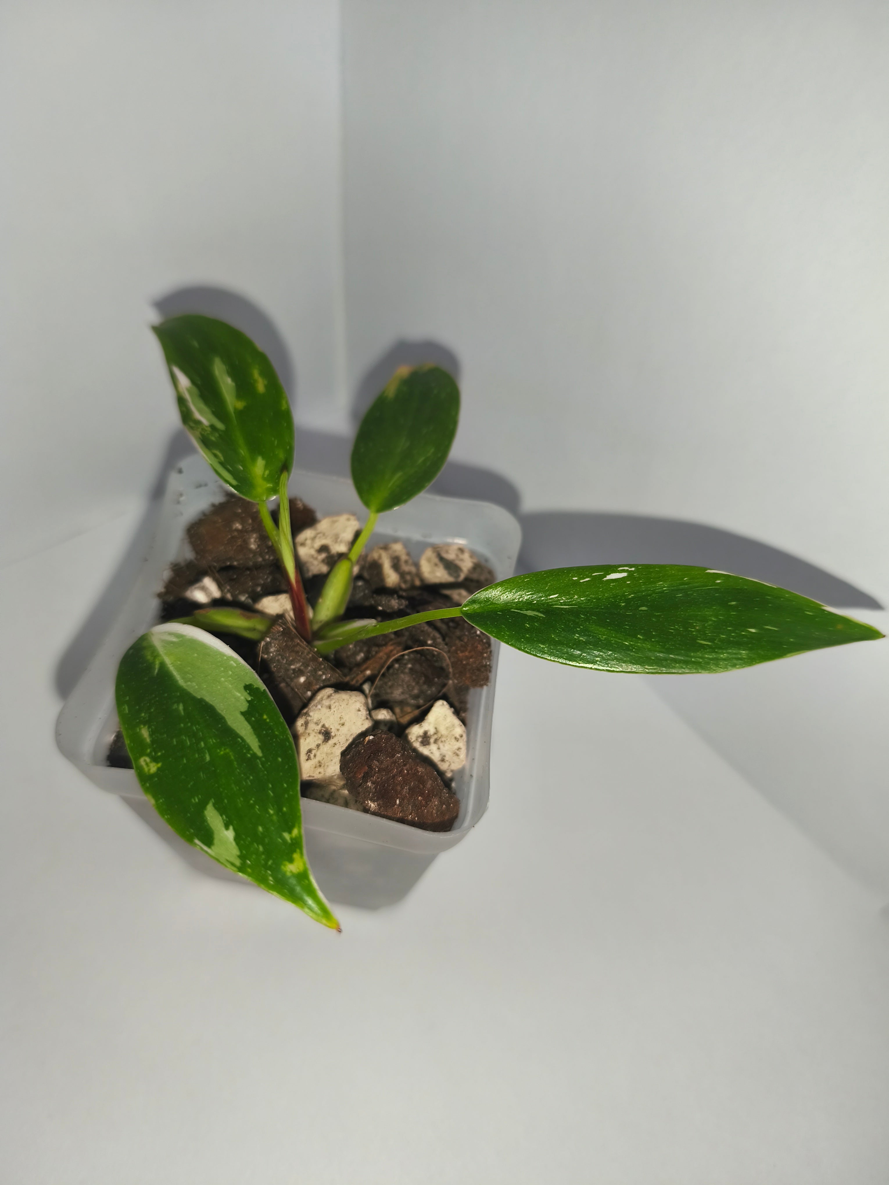 Philodendron White Princess #5