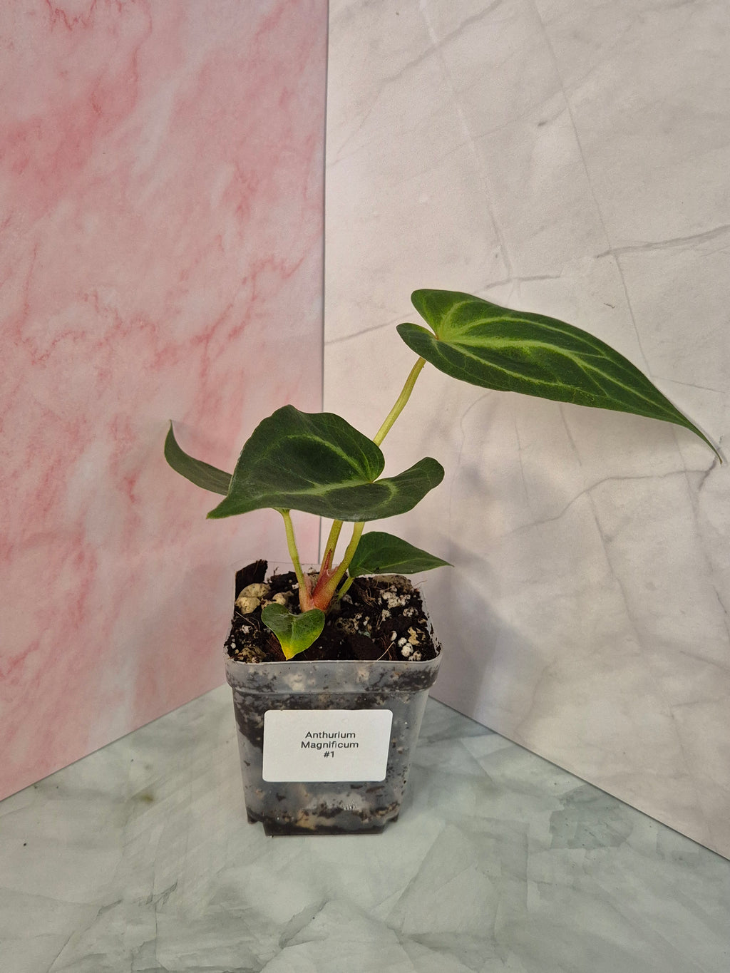 Anthurium Magnificum #1