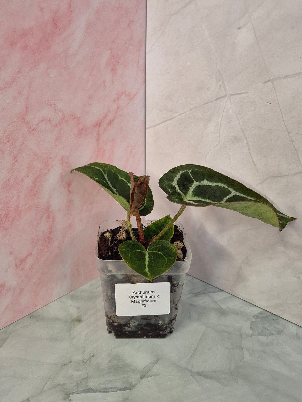 Anthurium Crystallinum x Magnificum #3
