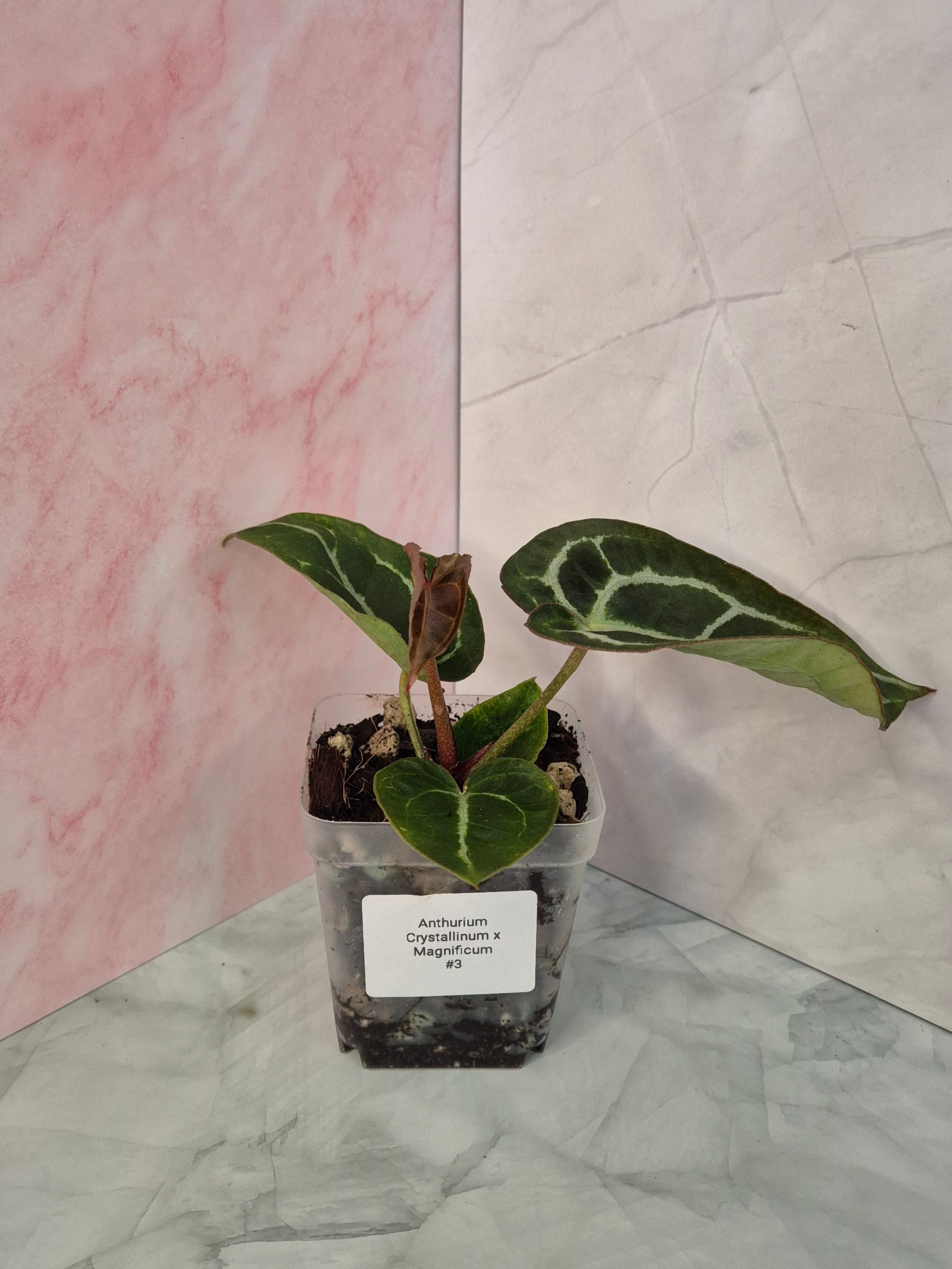 Anthurium Crystallinum x Magnificum #3