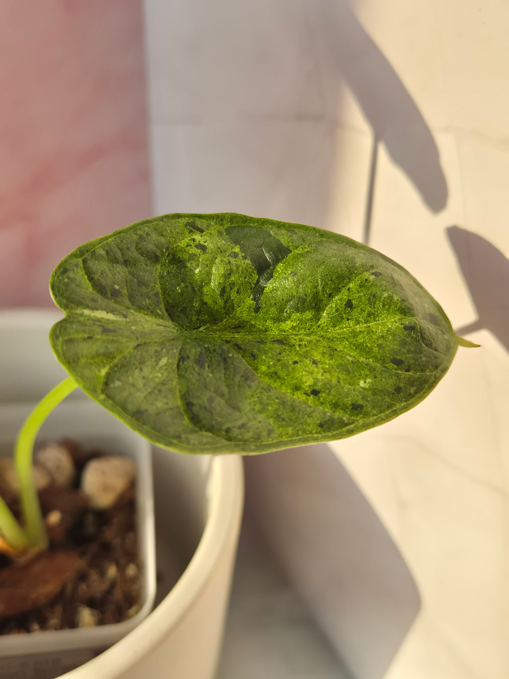Alocasia Dragon Scale Mint #8