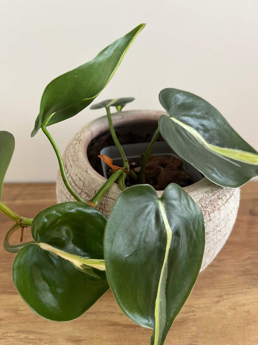 Philodendron Brasil Silver Stripe #2