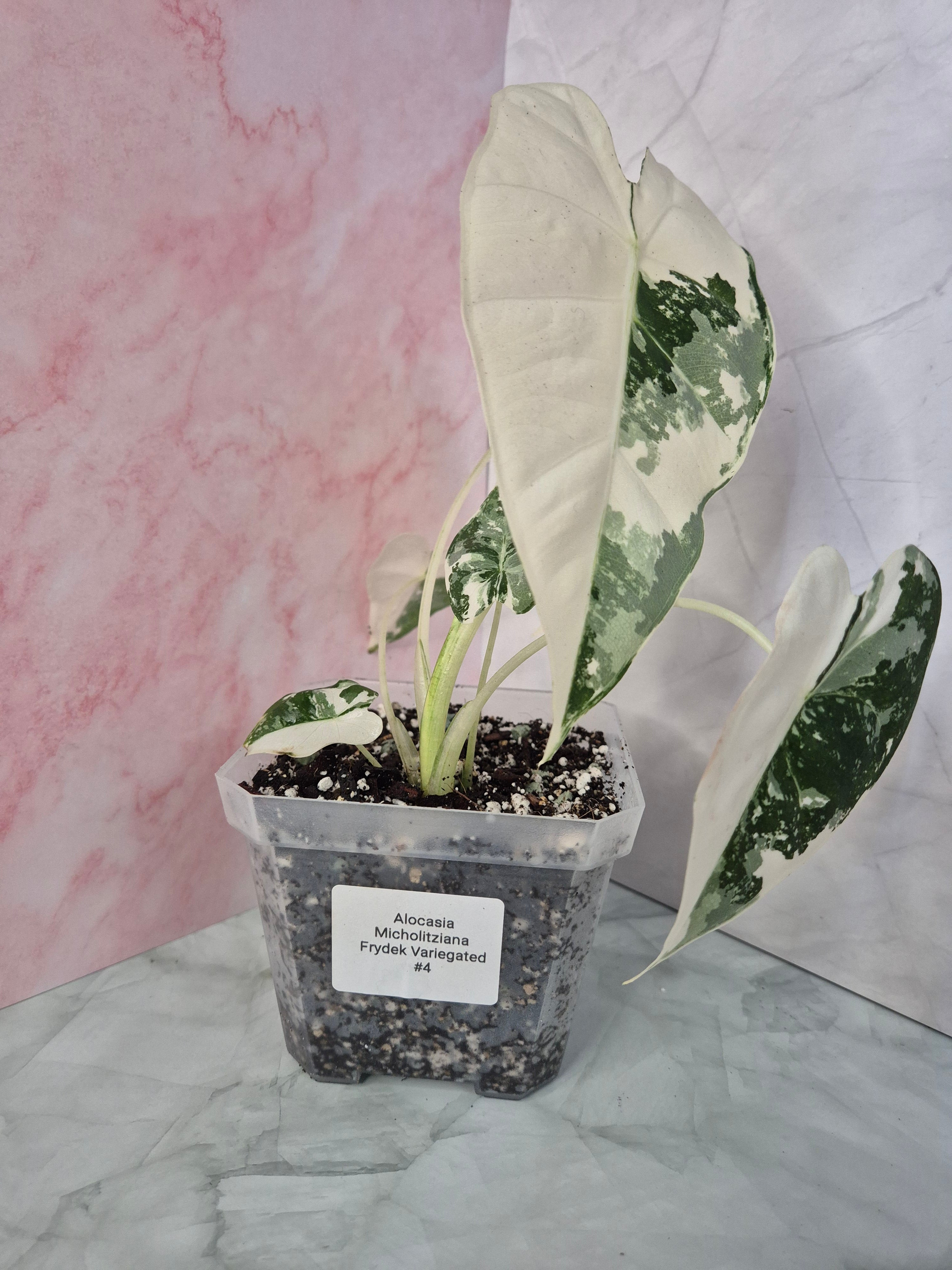 Alocasia Micholitziana Frydek Variegated #4