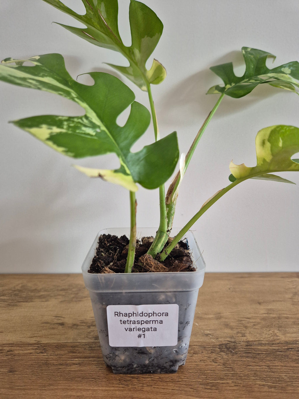 Monstera Minima Variegated #1 (Rhaphidophora Tetrasperma variegated)