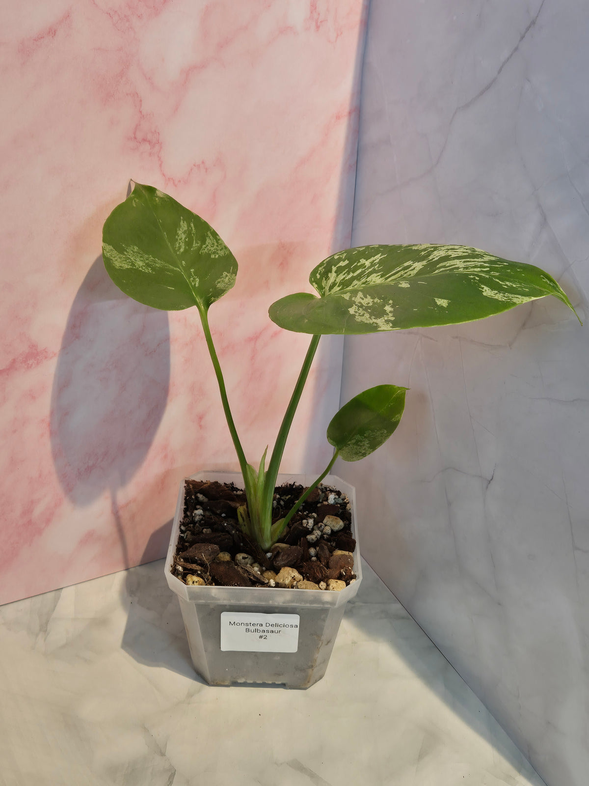 Monstera Deliciosa Bulbasaur #2
