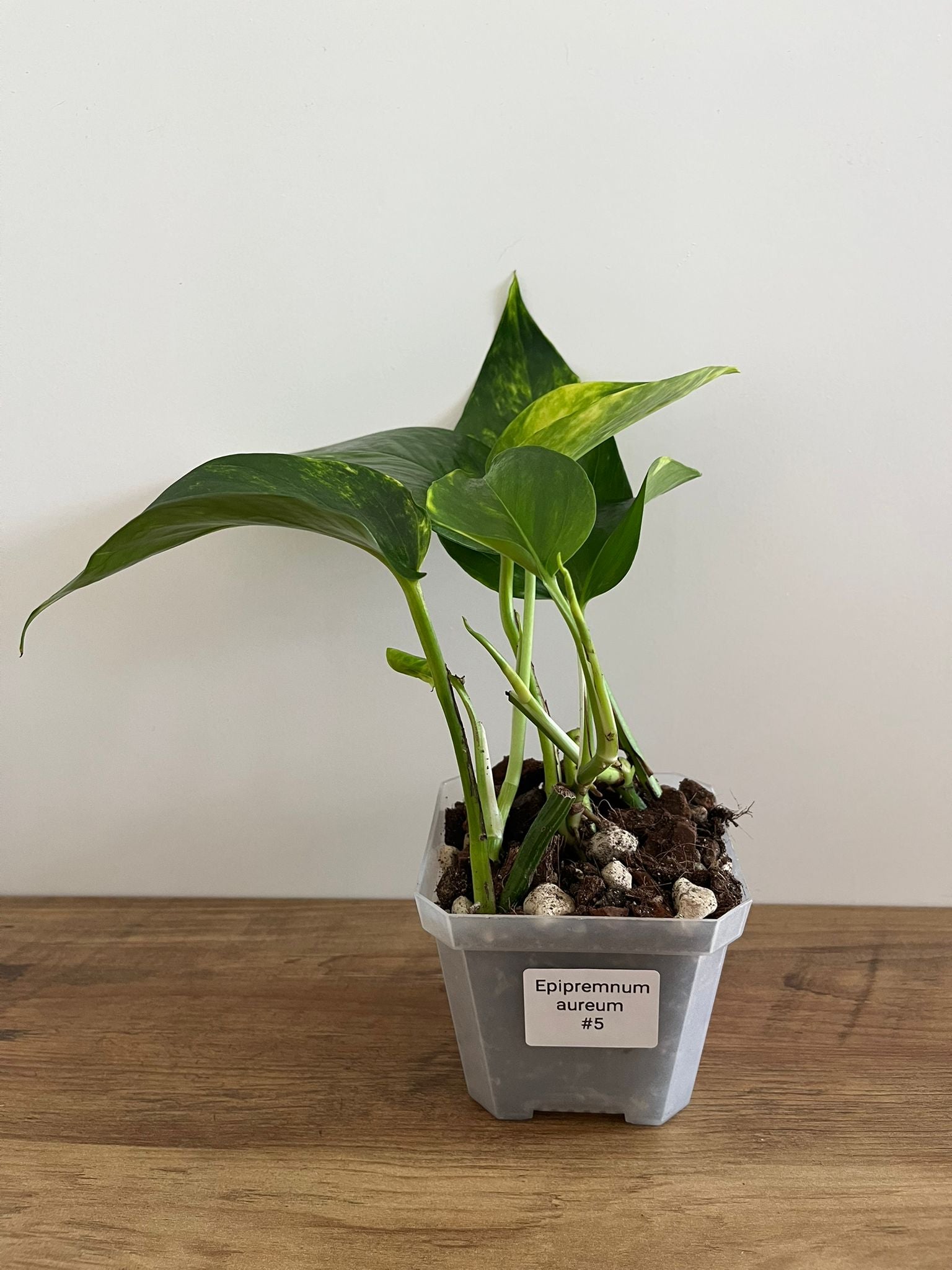 Epipremnum aureum #5