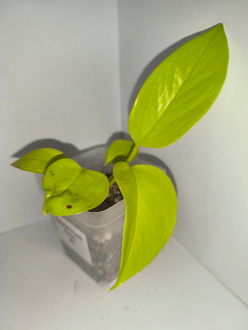 Epipremnum Neon #3