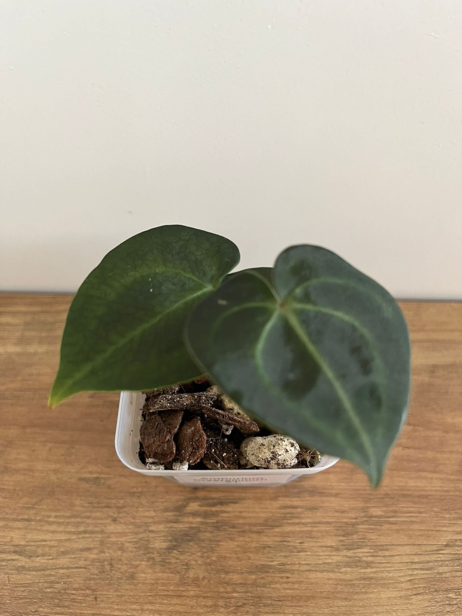 Anthurium Crystallinum #1