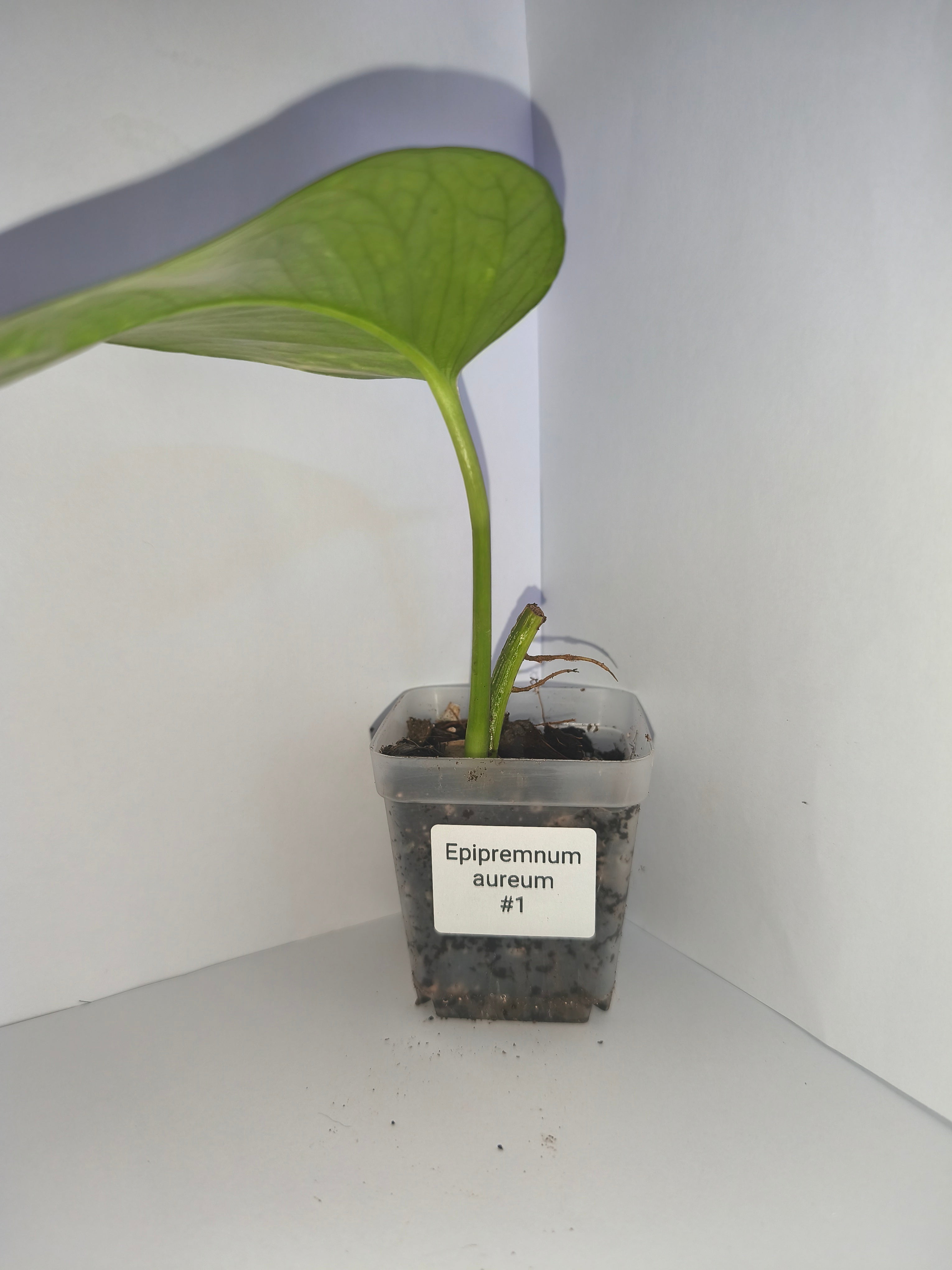 Epipremnum aureum #1