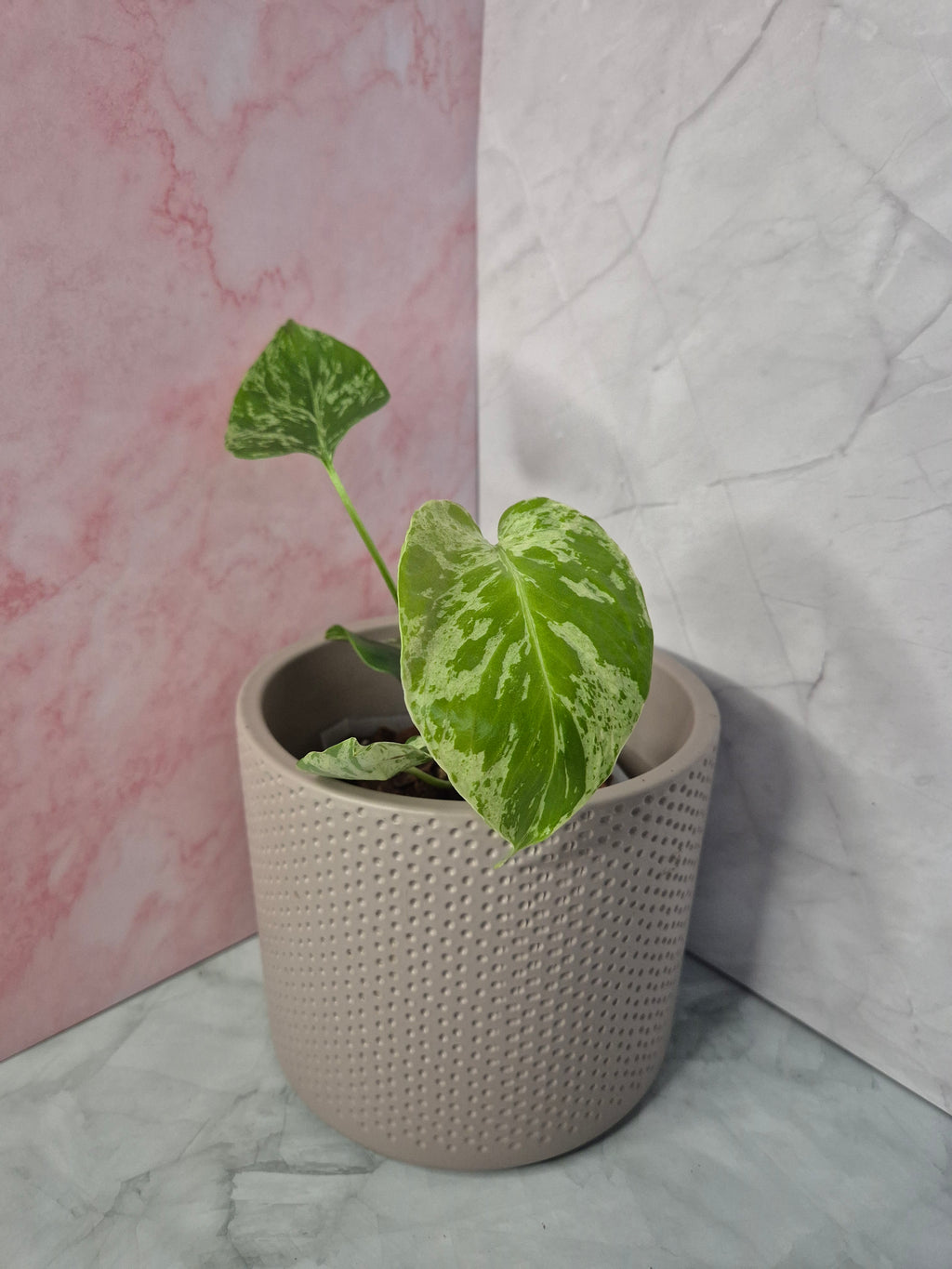 Monstera Deliciosa Bulbasaur #3