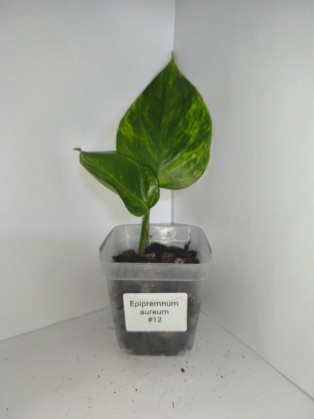 Epipremnum aureum #12