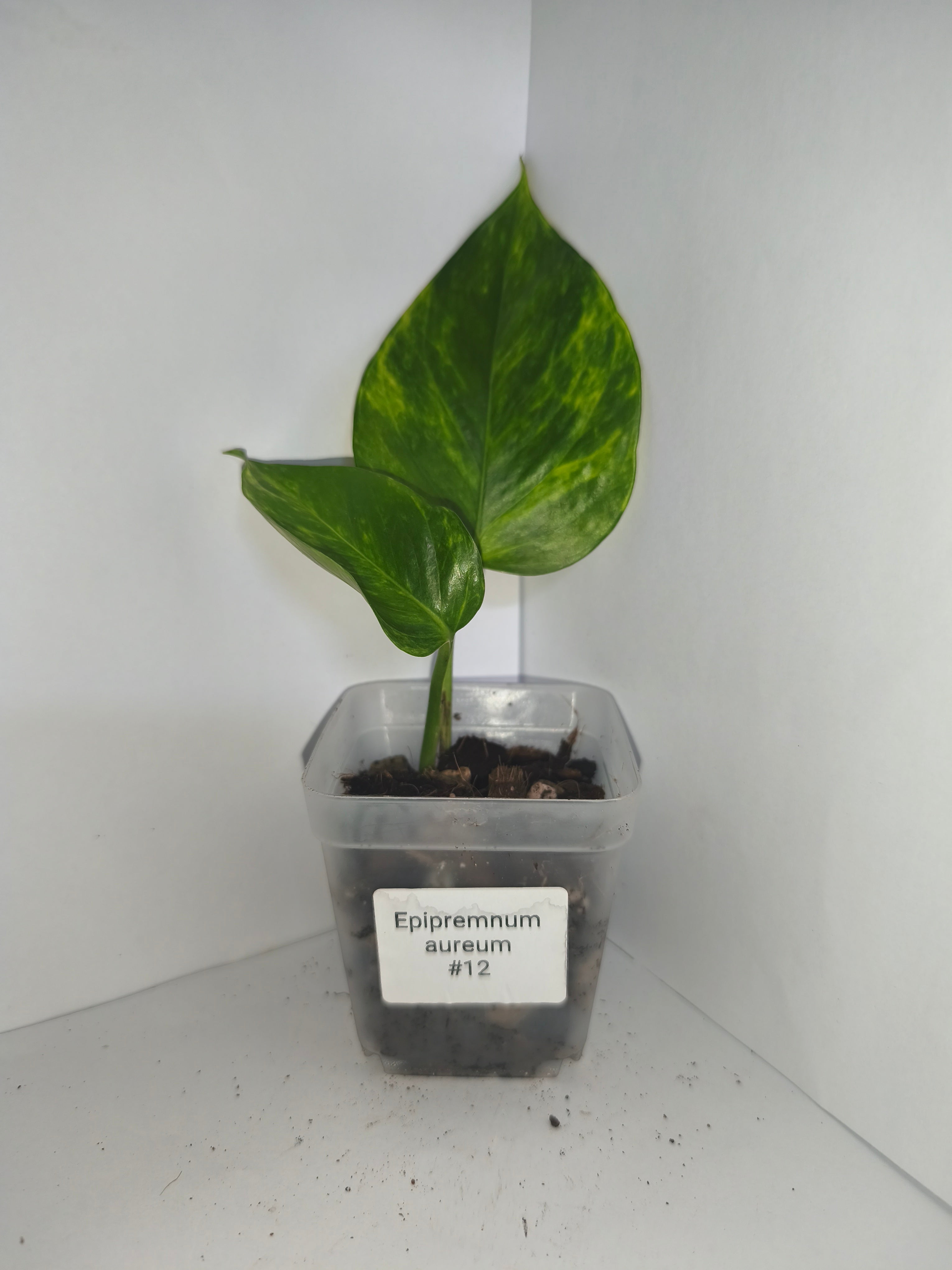 Epipremnum aureum #12