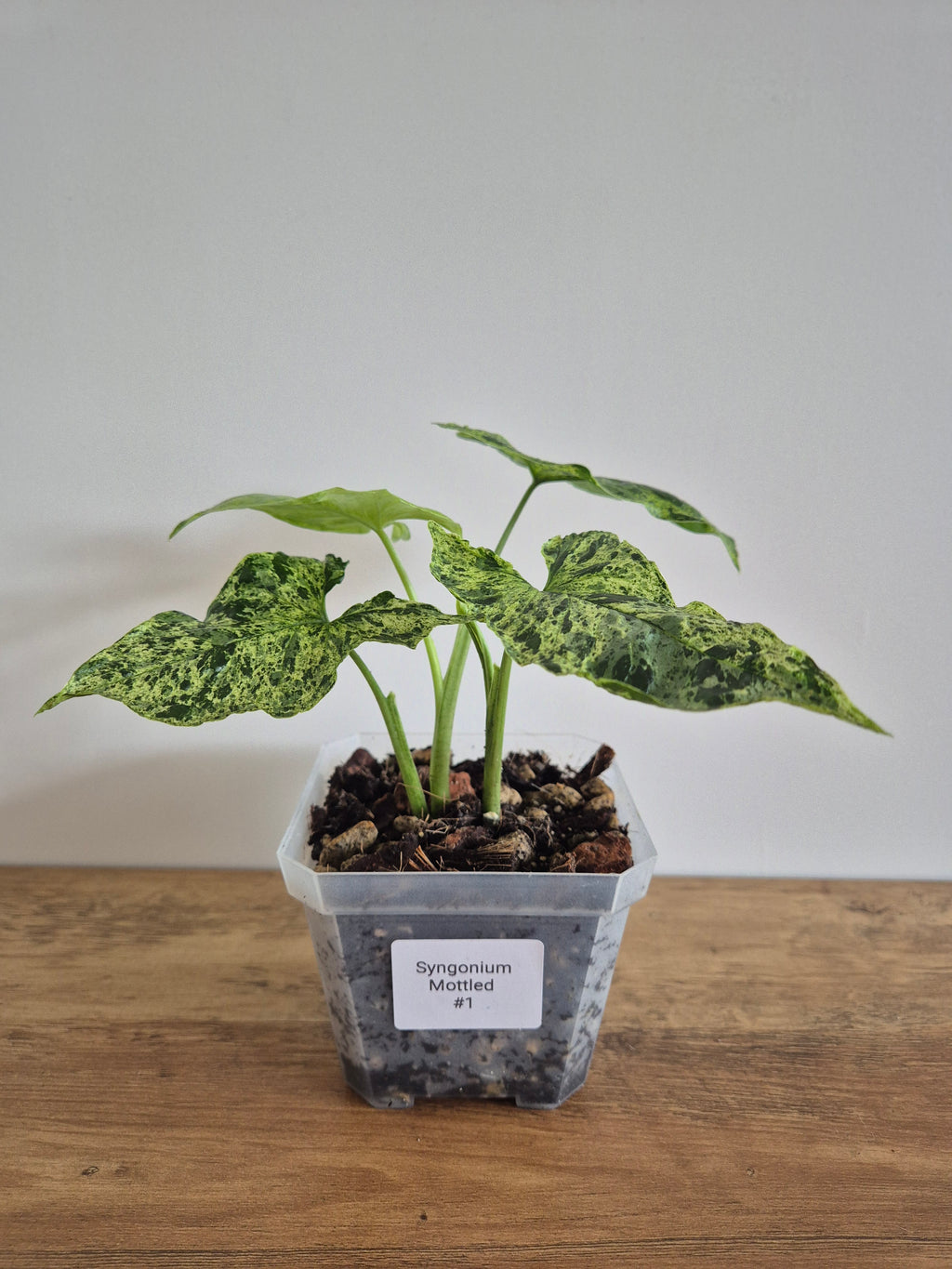 Syngonium Mottled #1