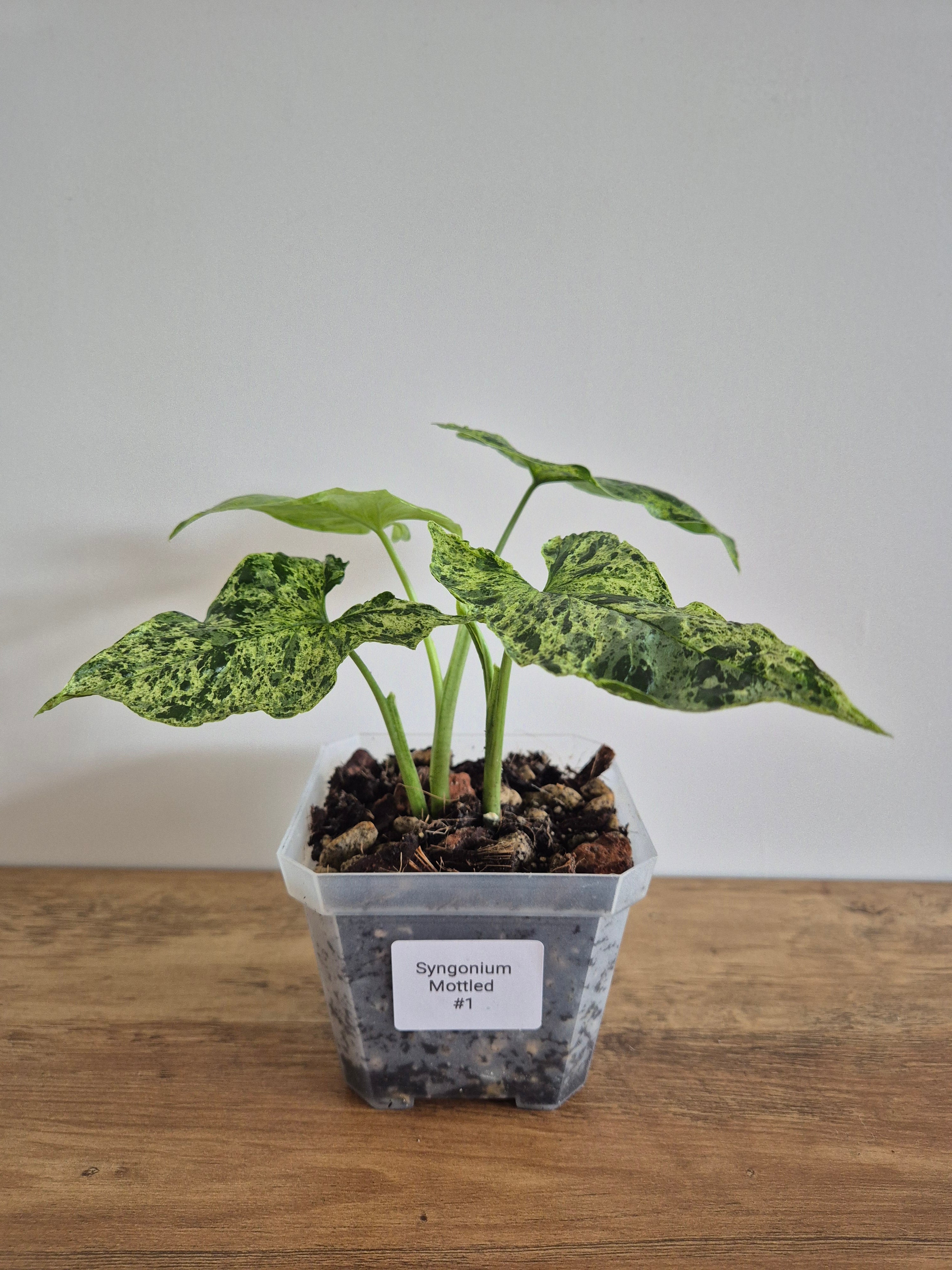 Syngonium Mottled #1