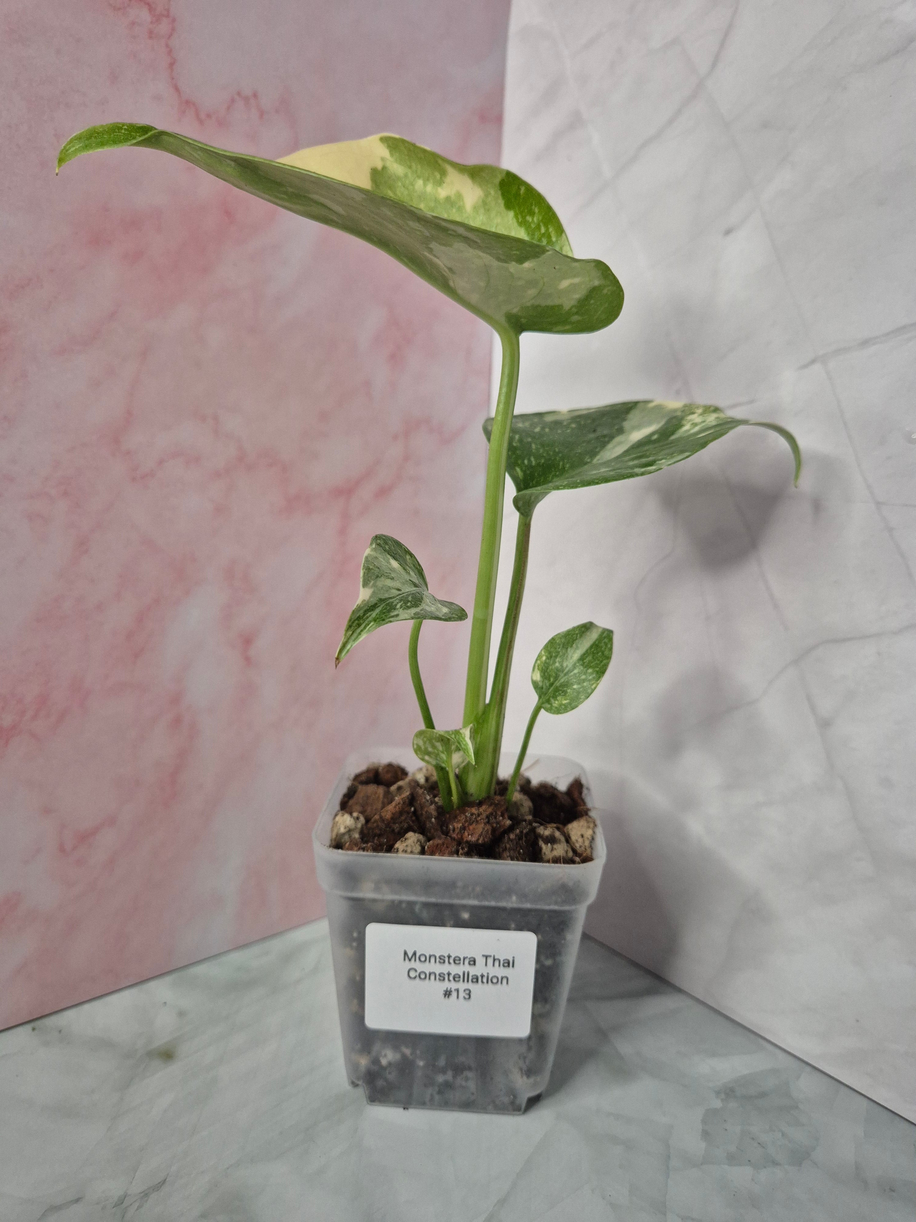 Monstera Thai Constellation #13