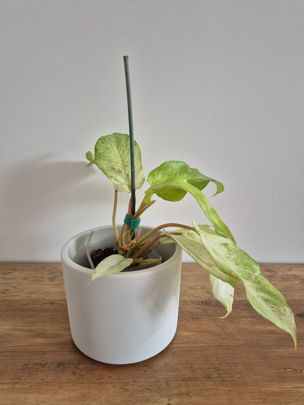 Philodendron Snowdrift #1