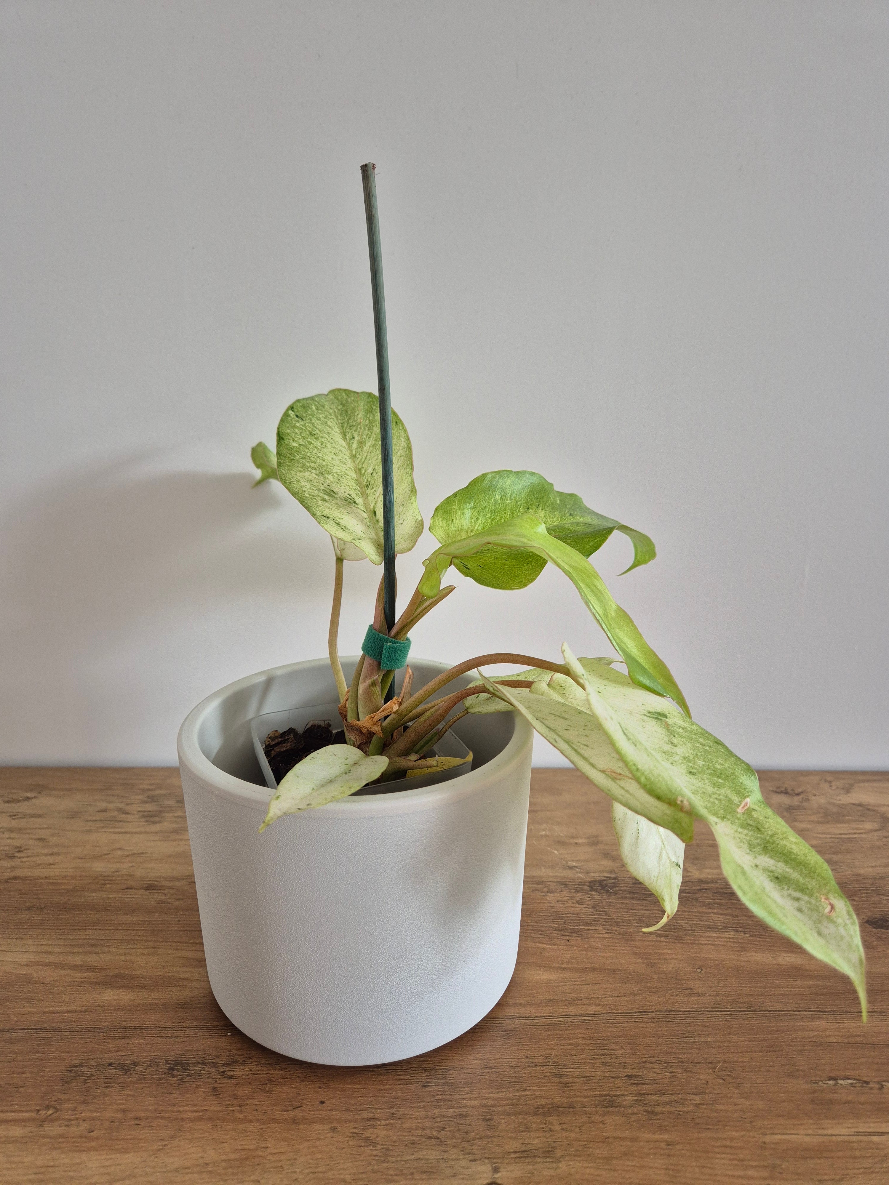 Philodendron Snowdrift #1