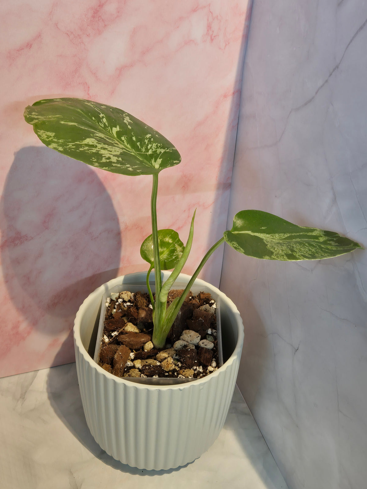 Monstera Deliciosa Bulbasaur #4