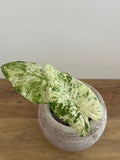 Alocasia Macrorrhiza Splash #8