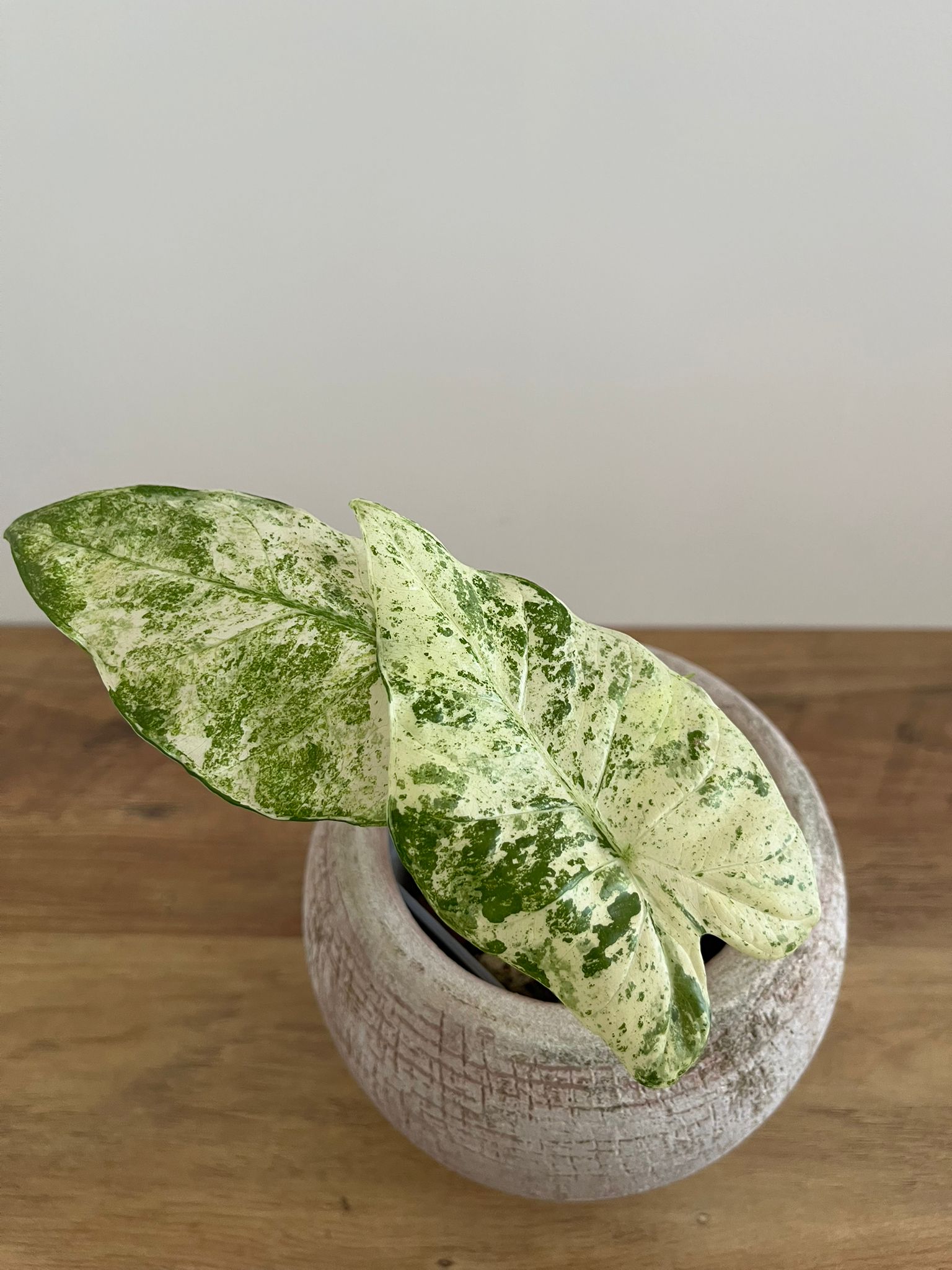 Alocasia Macrorrhiza Splash #8