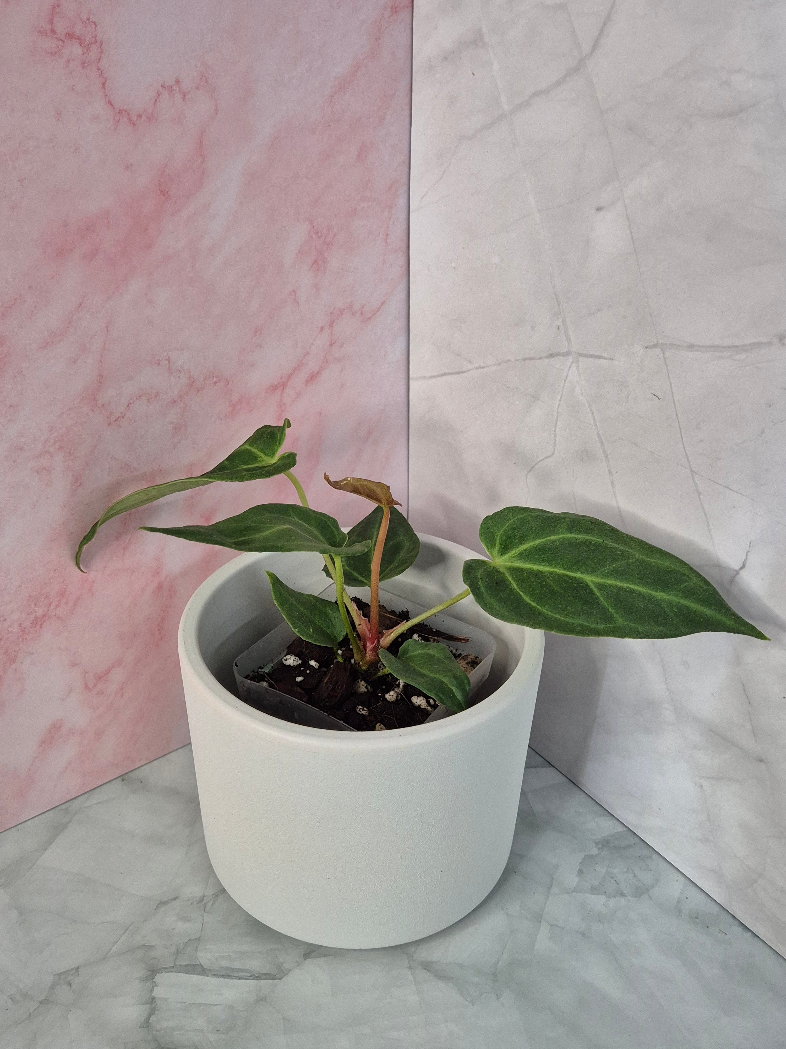 Anthurium Magnificum #4