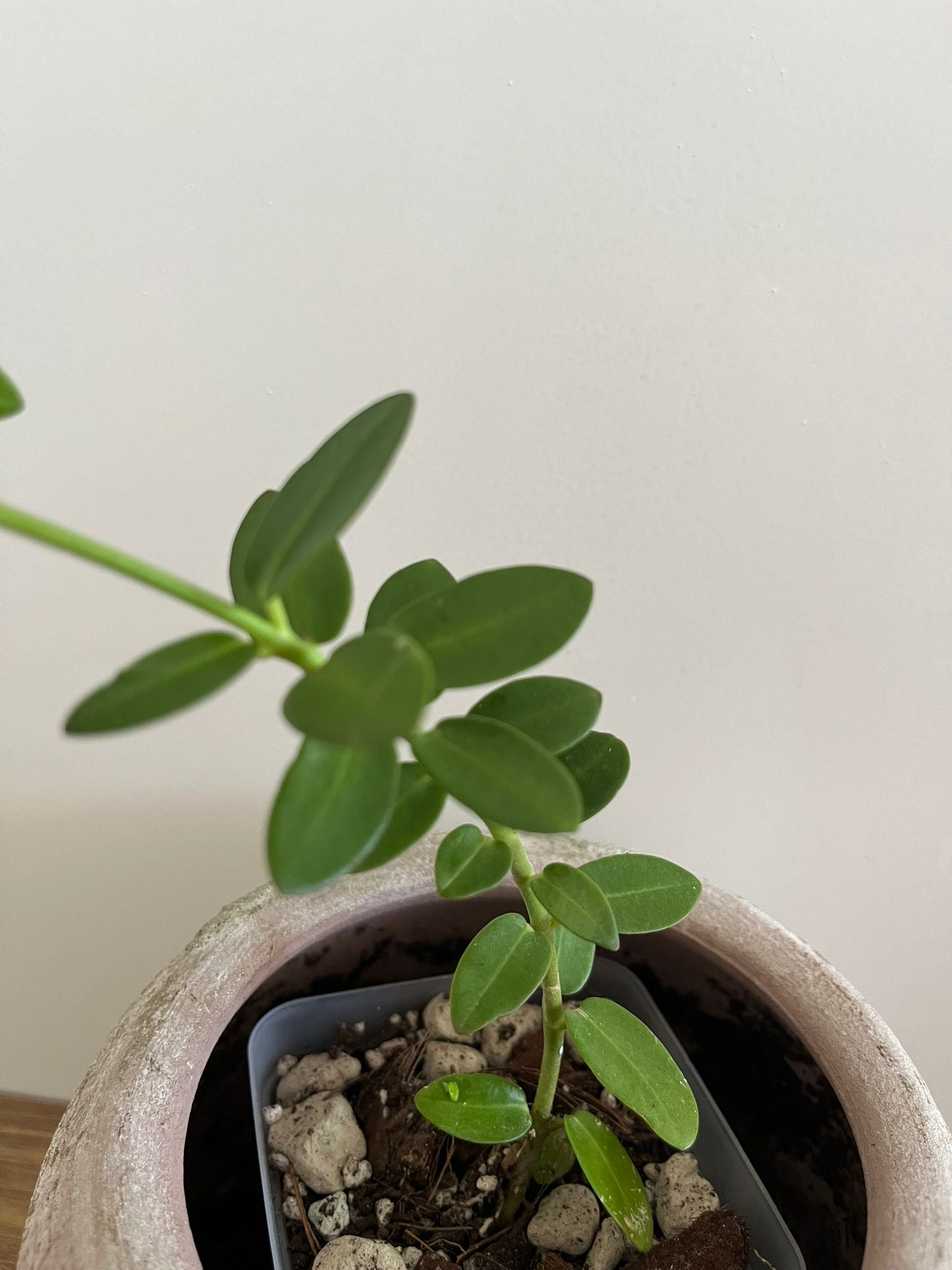 Hoya Cumingiana #1