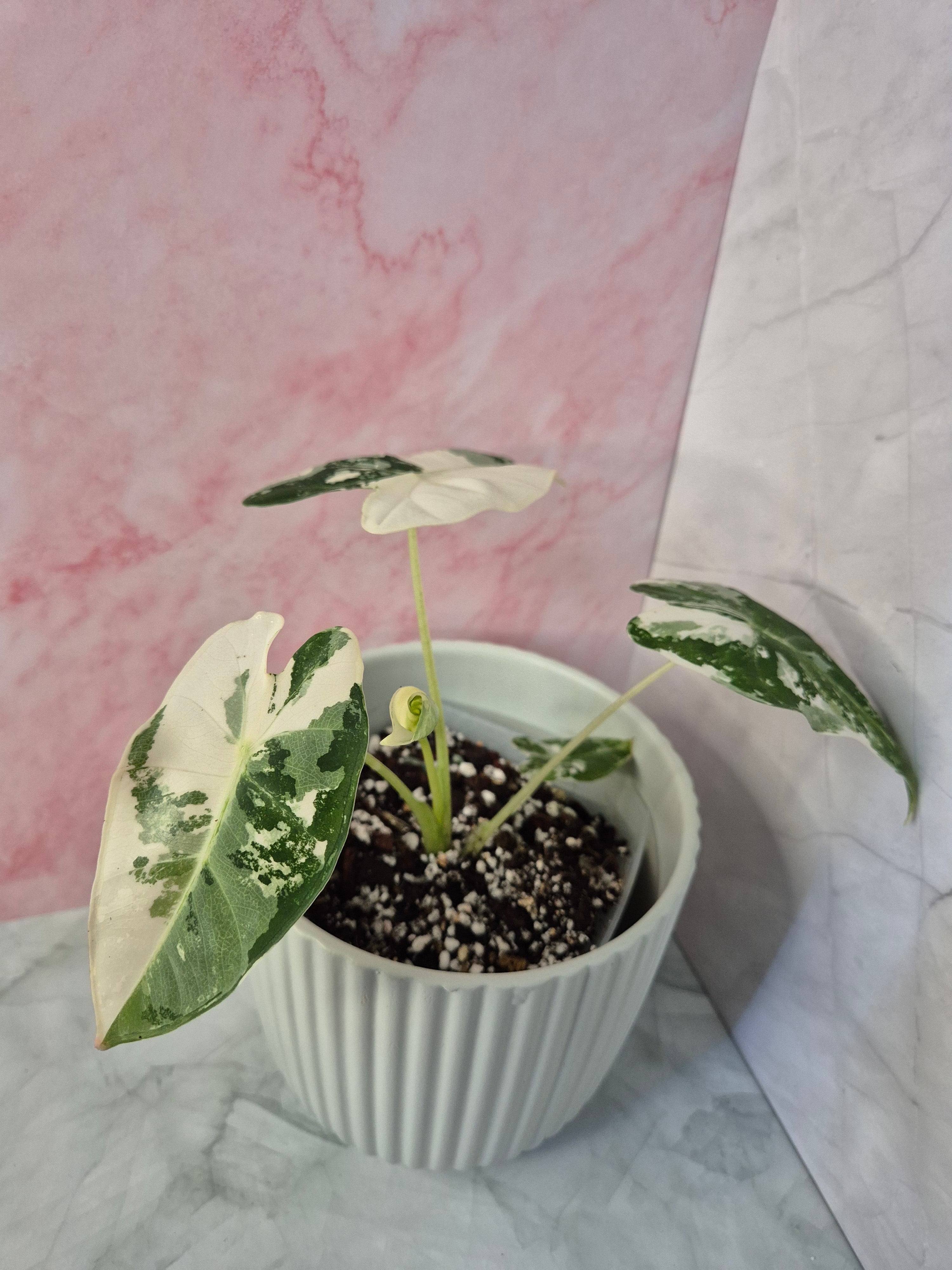 Alocasia Micholitziana Frydek Variegated #2