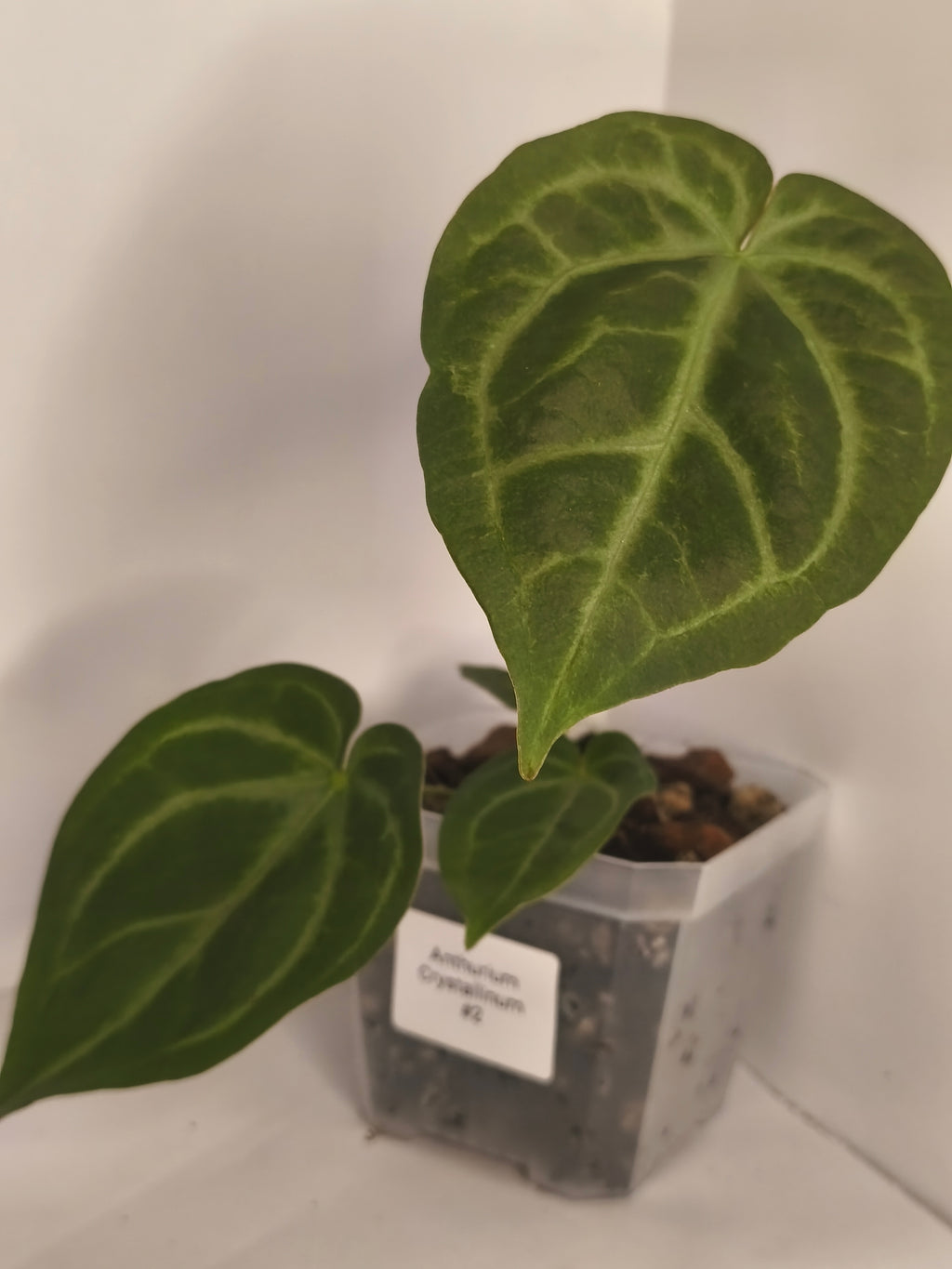 Anthurium Crystallinum #2