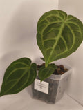 Anthurium Crystallinum #2
