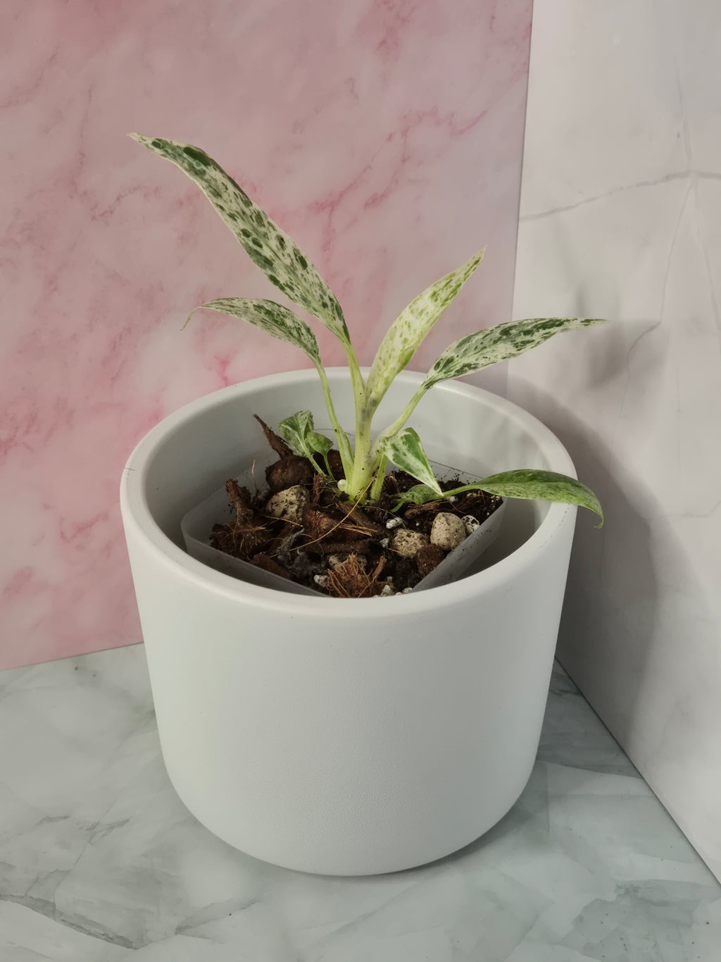 Rhaphidophora Puberula Variegata #12