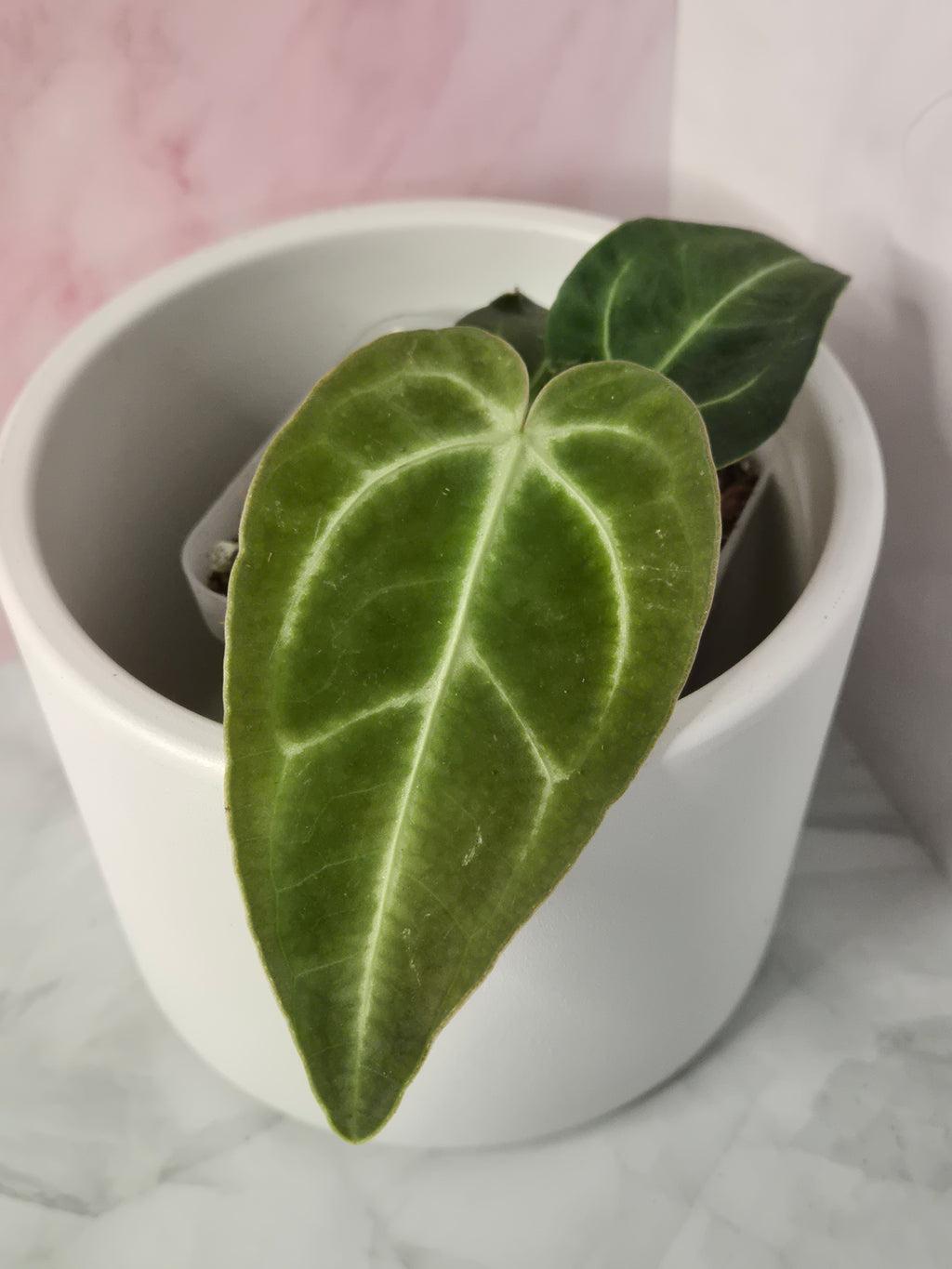 Anthurium Regale #12