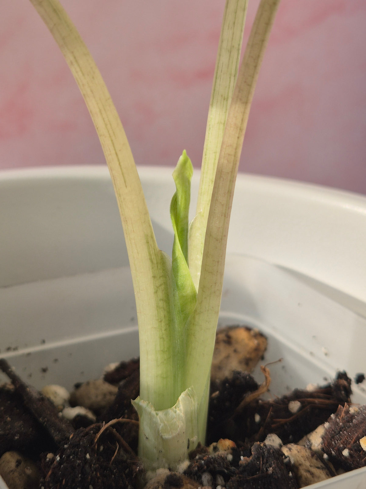 Alocasia Macrorrhiza splash #4